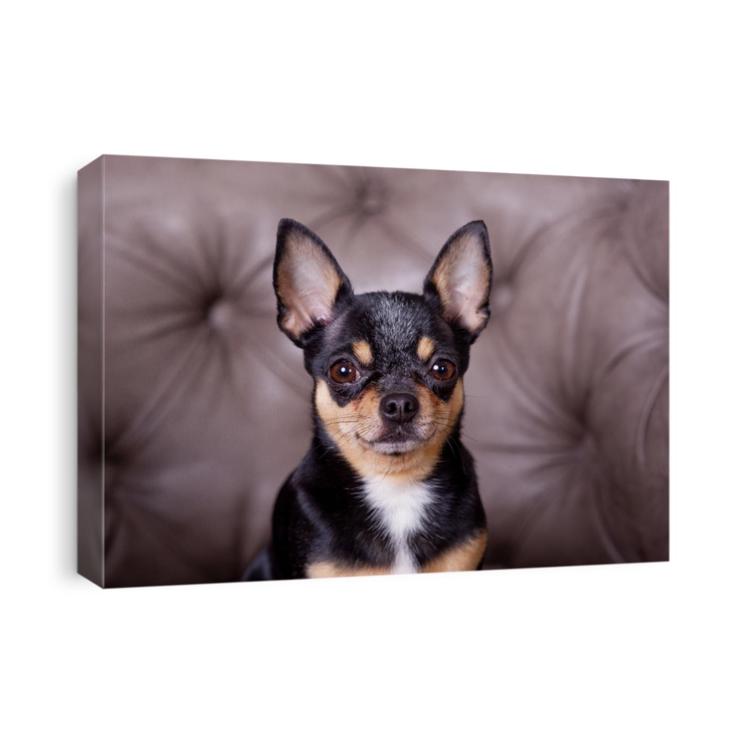 Mini black beige white chihuahua on grey sofa. black brown white chihuahua. A pet is sitting at home on the couch. Mini Chihuahua breed in an armchair or sofa. Well-groomed thoroughbred dog