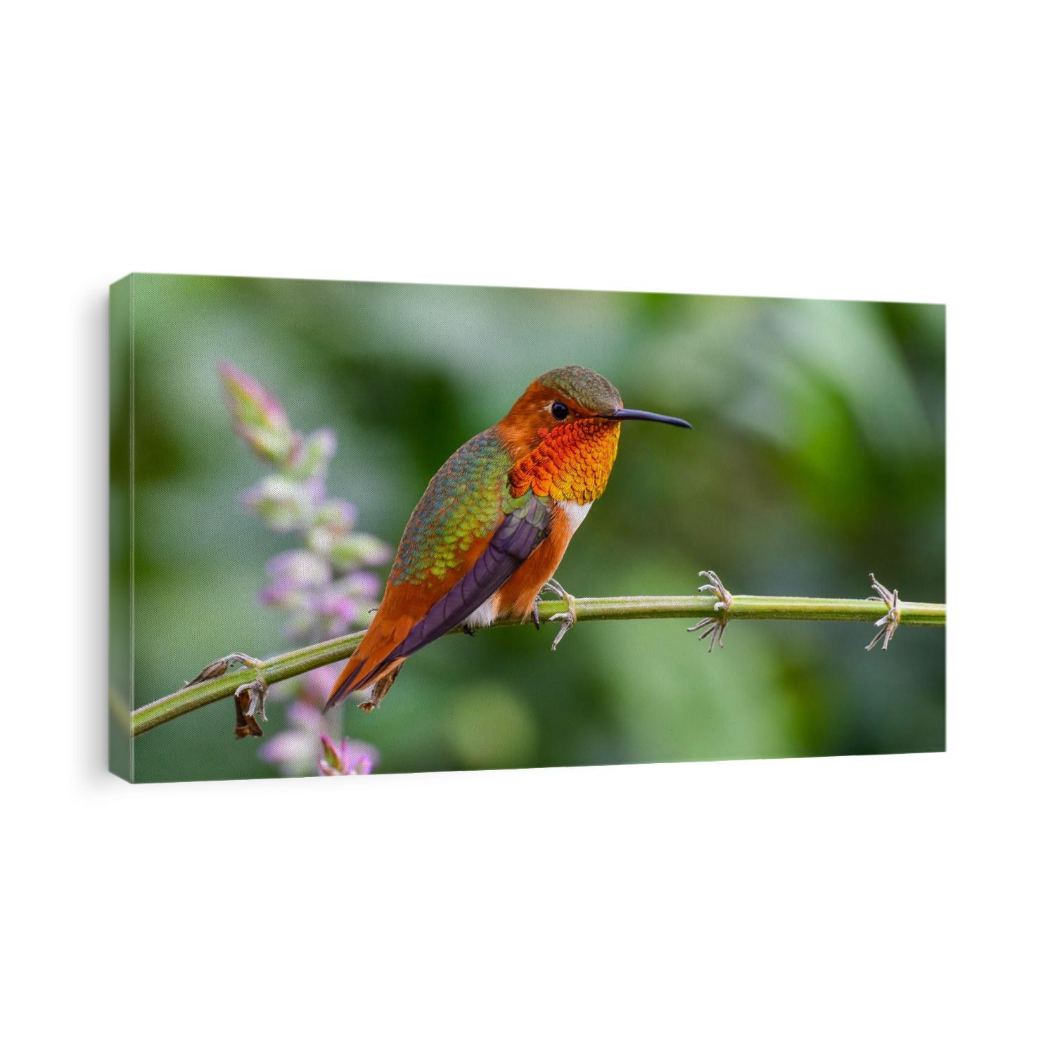 Allen's hummingbird on a branch