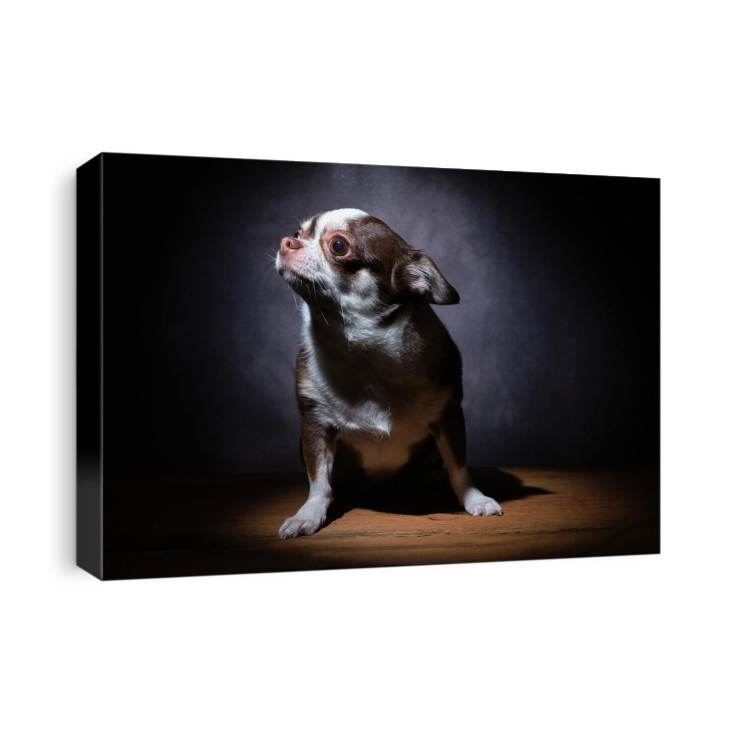 A small brown-and-white chihuahua dog is photographed in a dark key with a stiff light.