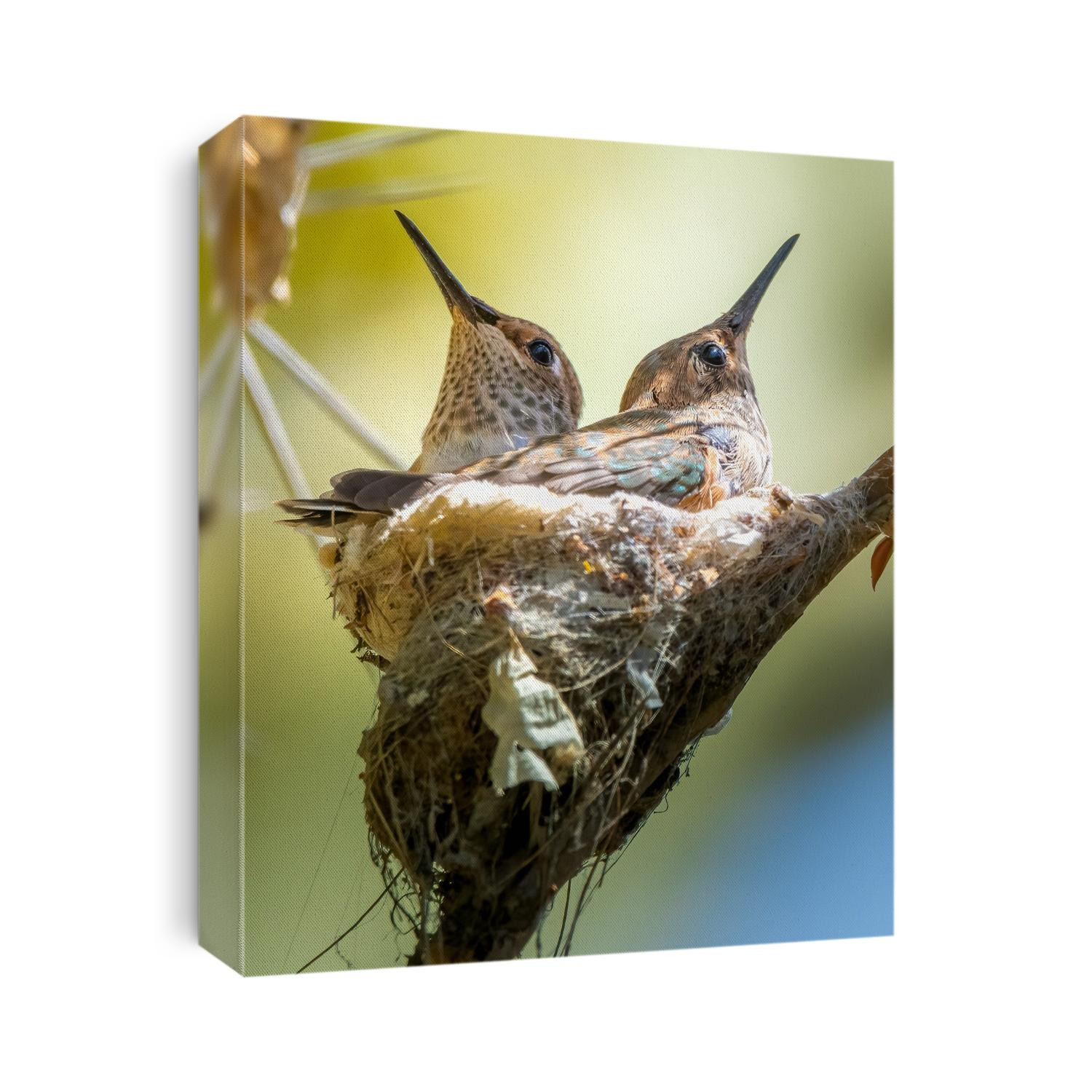 Baby Allen's hummingbirds ready to take off