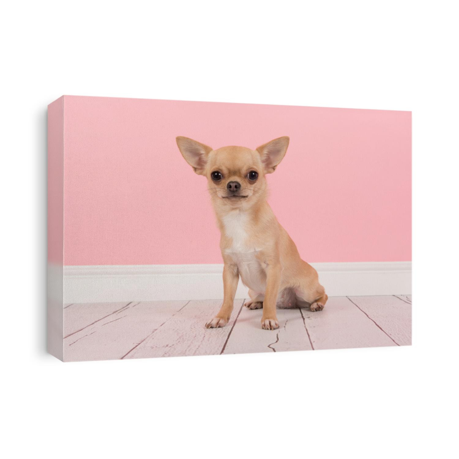 Cute light brown chihuahua dog sitting in a pink living room setting