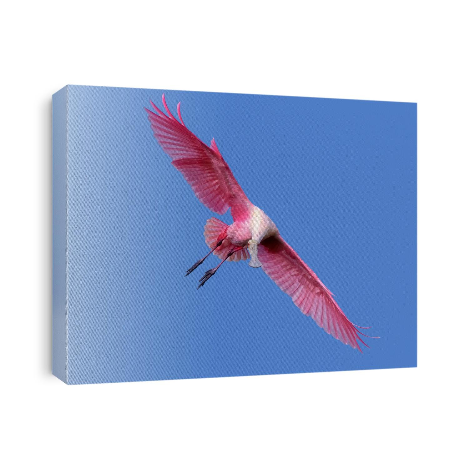 A spoonbill comes in for a landing in Titusville, Florida