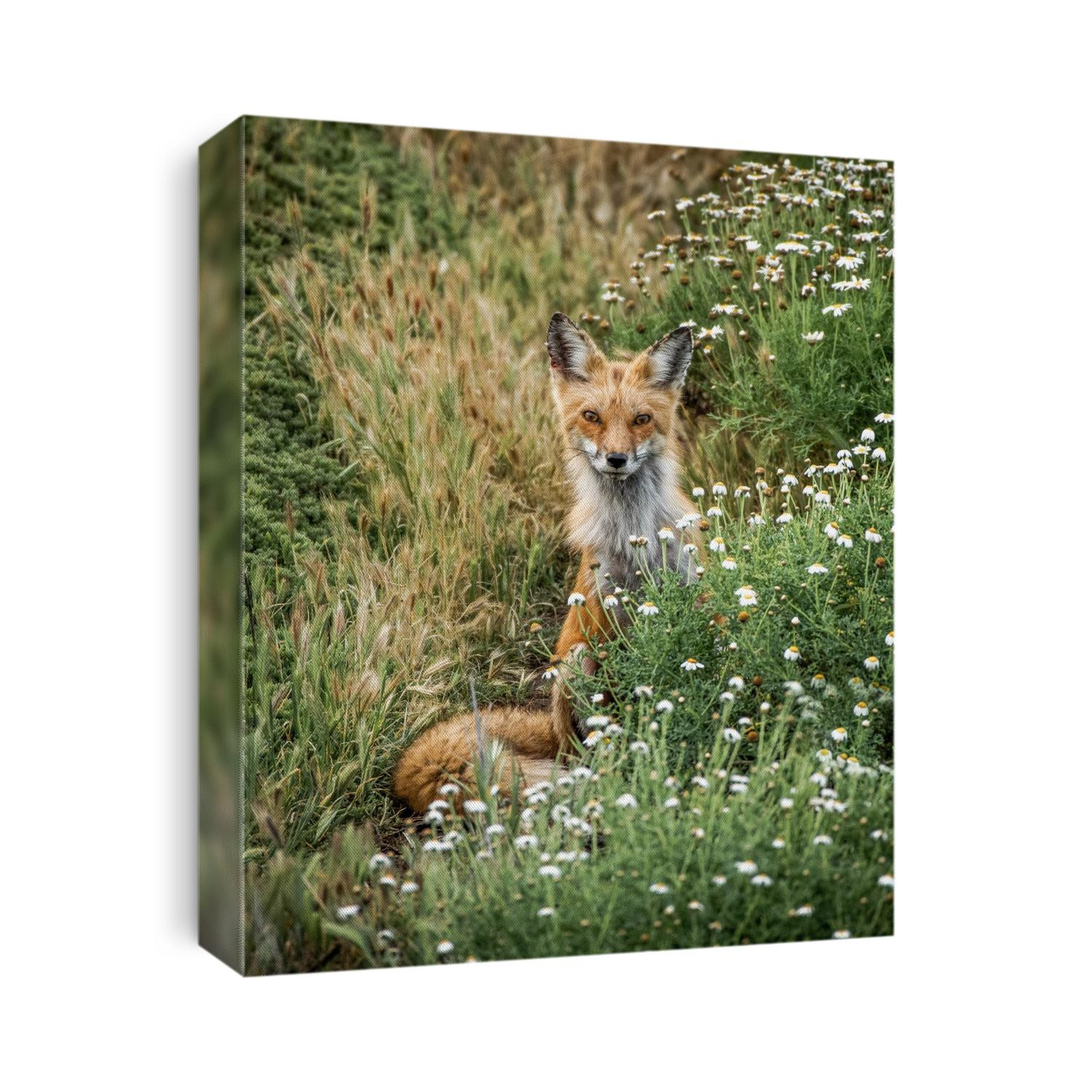 A red fox sits and enjoys life in the flowers