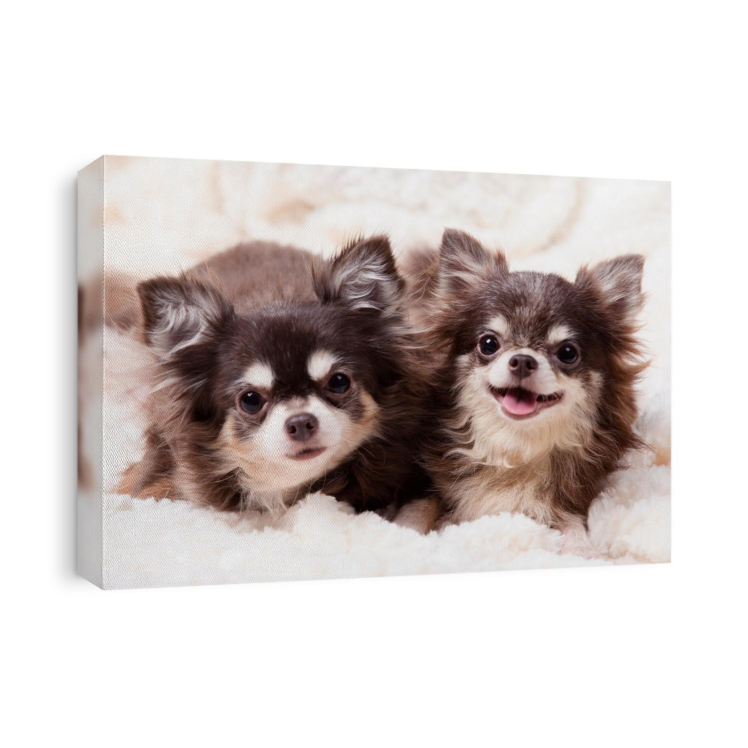 funny chihuahua dog,two chihuahua dogs lying on a blanket,cute dog chihuahua. Animal portrait.