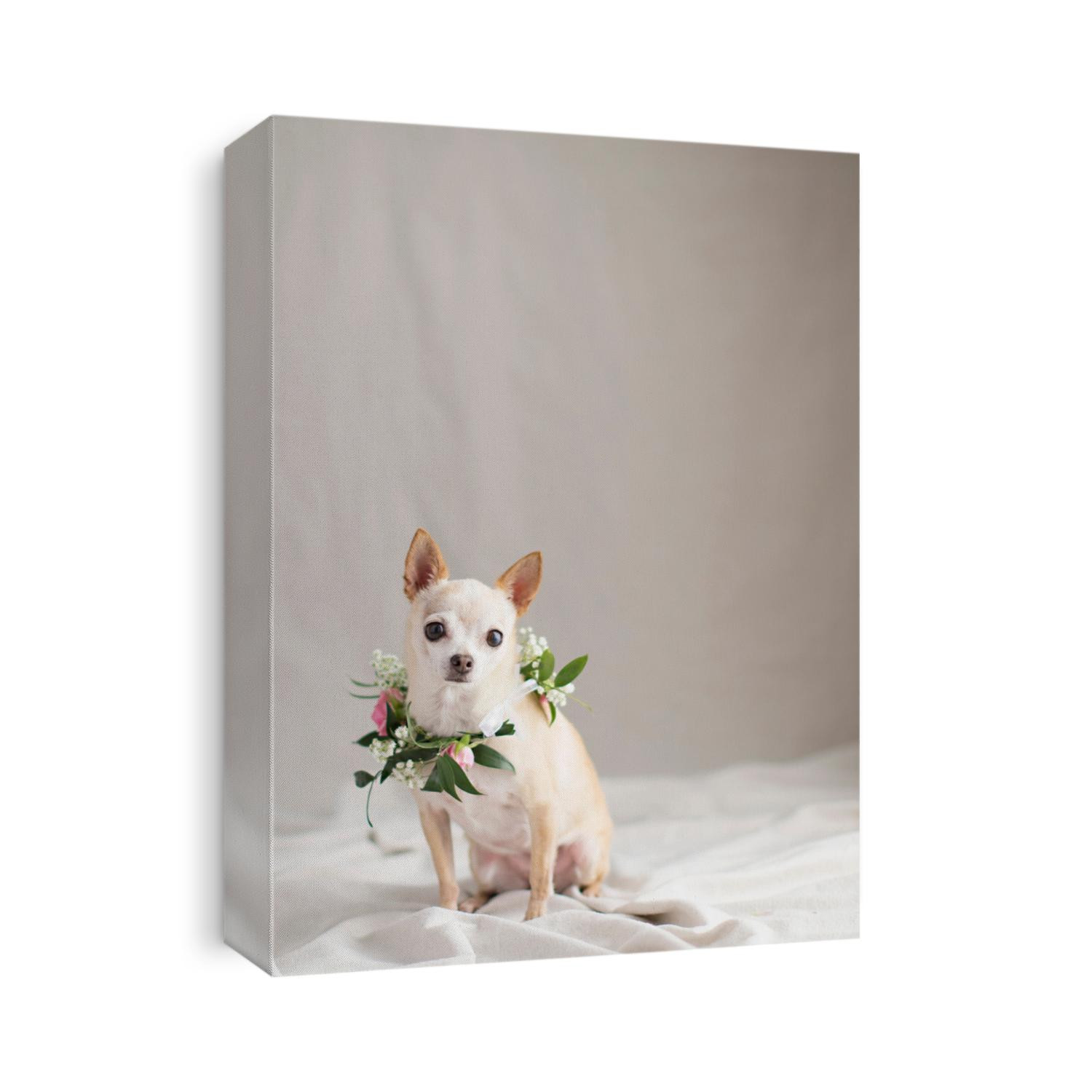Tiny fawn Chihuahua in the natural light studio with fresh flower arrangements for a glamour shot and room for text