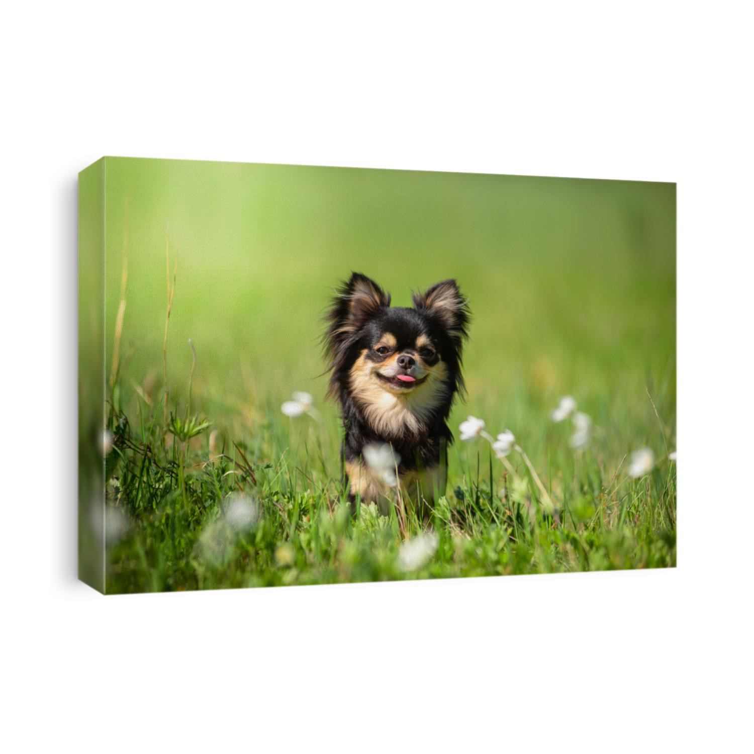 Summer. A Chihuahua dog in a Sunny clearing. Hot day.