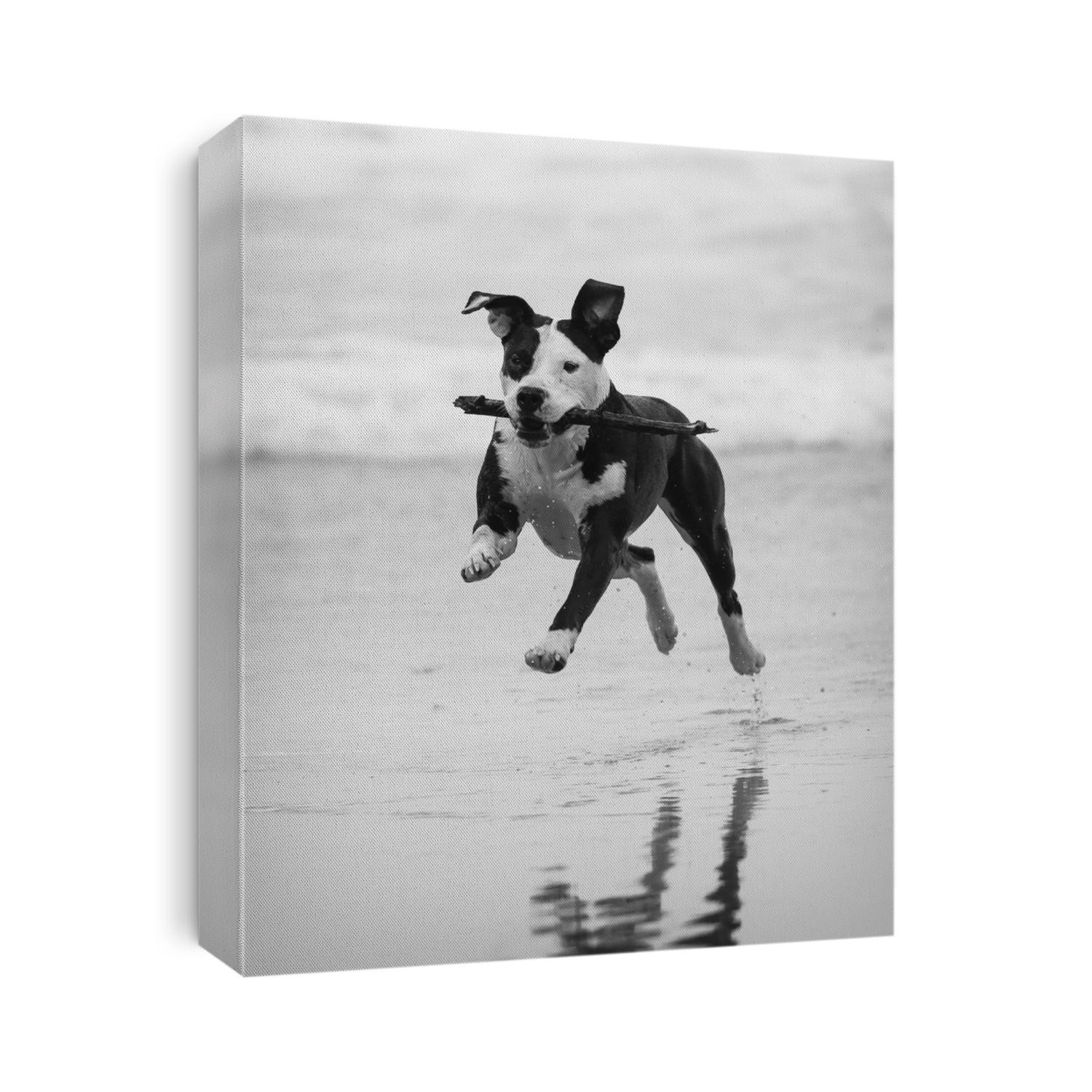 Pitbull on the beach