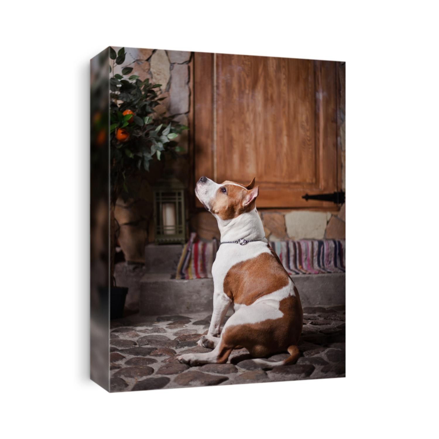 Staffordshire terrier in the interior