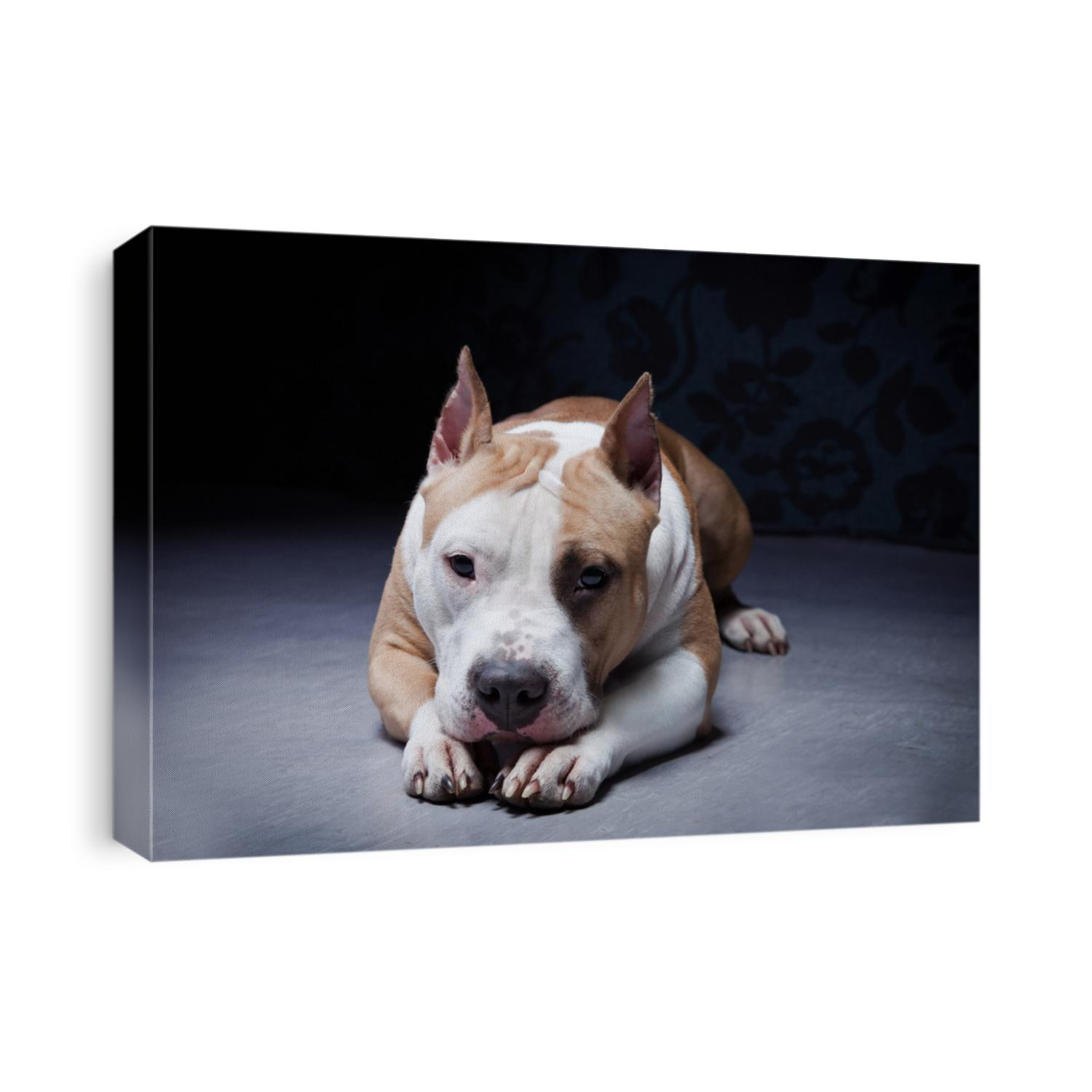 Staffordshire Terrier dog