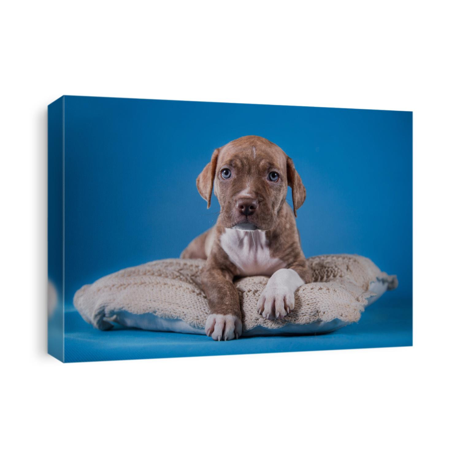Pet American Pit Bull Terrier puppy cute