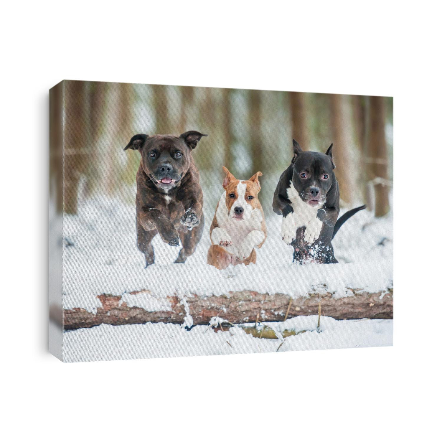 Three american staffordshire terrier dogs jumping over a tree