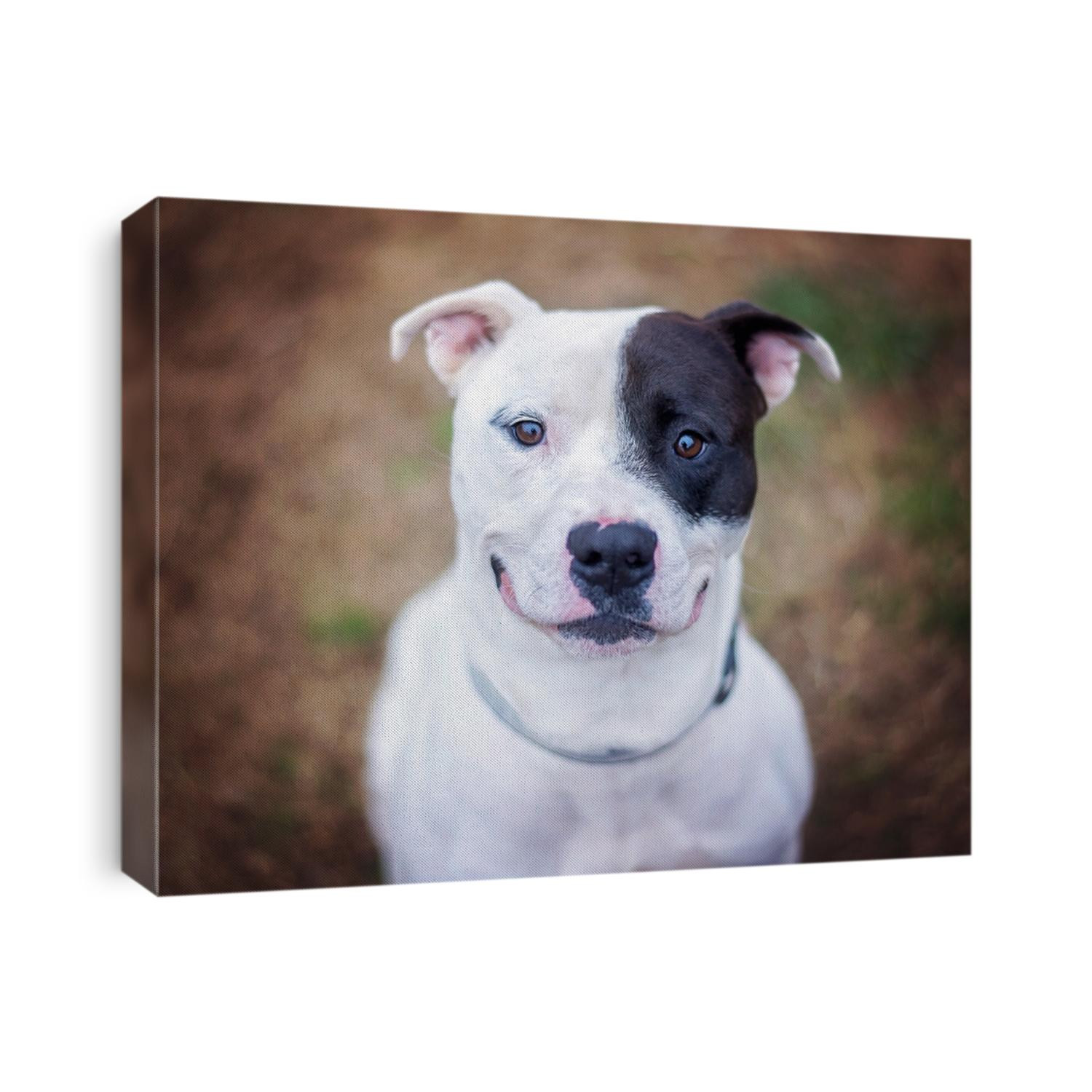 Smiling Pit Bull 