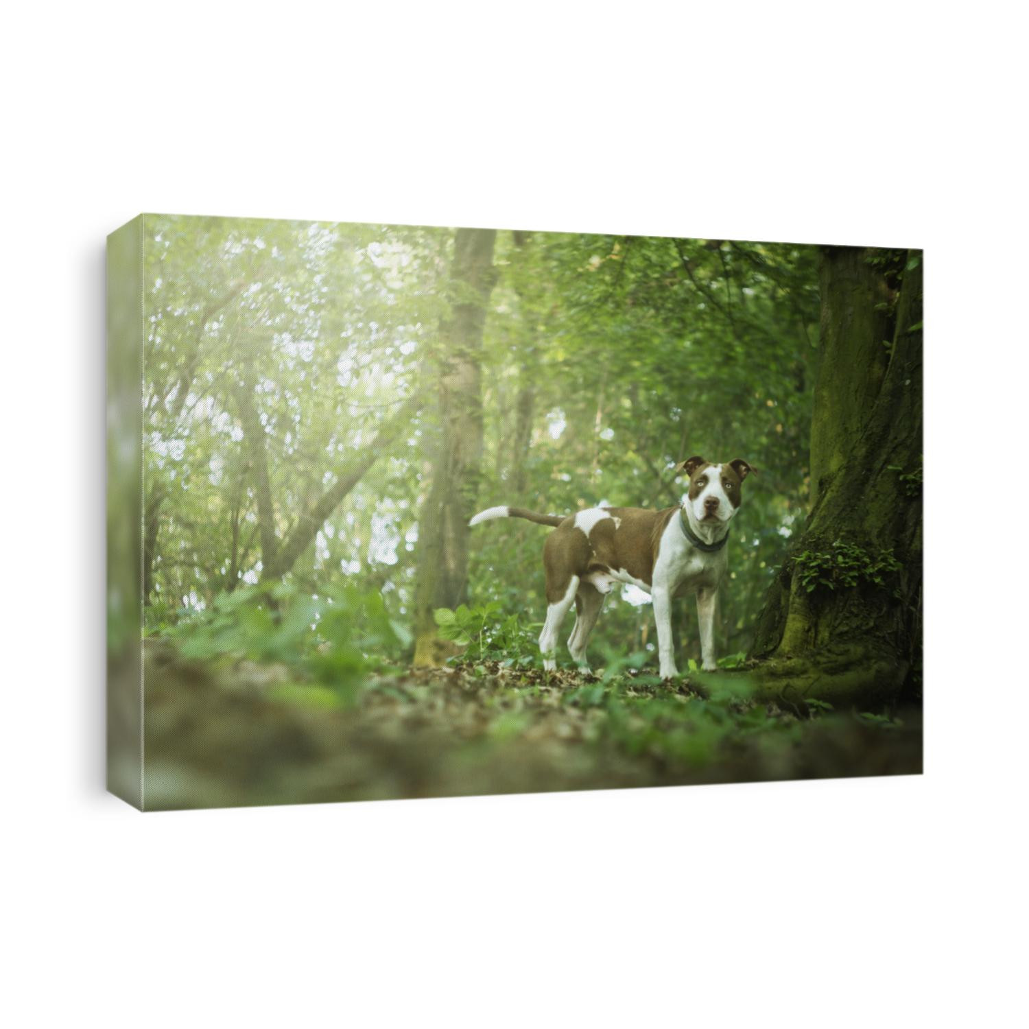 beautiful young and vital puppy breed American Pit Bull Terrier red nose line happily waiting for his master at the deciduous tree in the forest at sunset