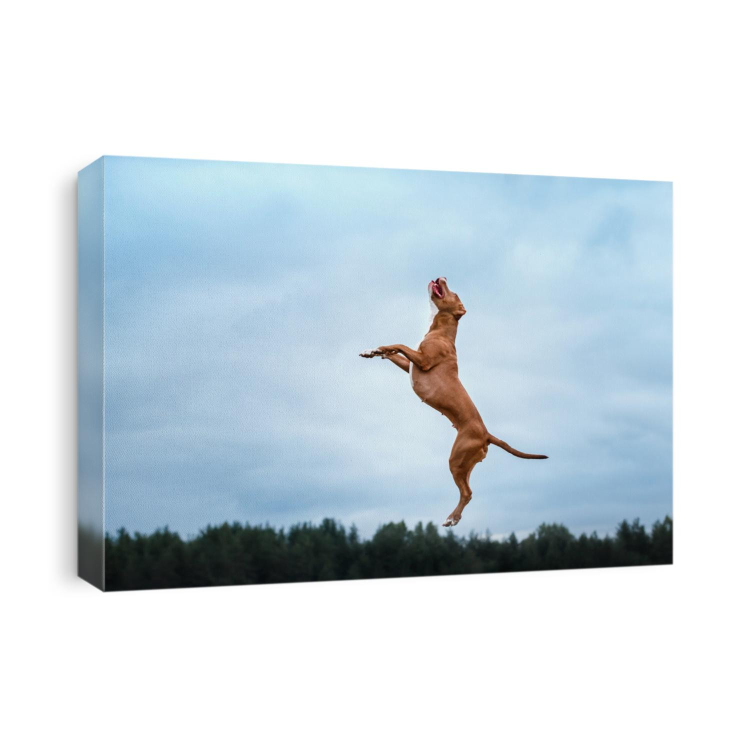 pit bull terrier dog active in the sky