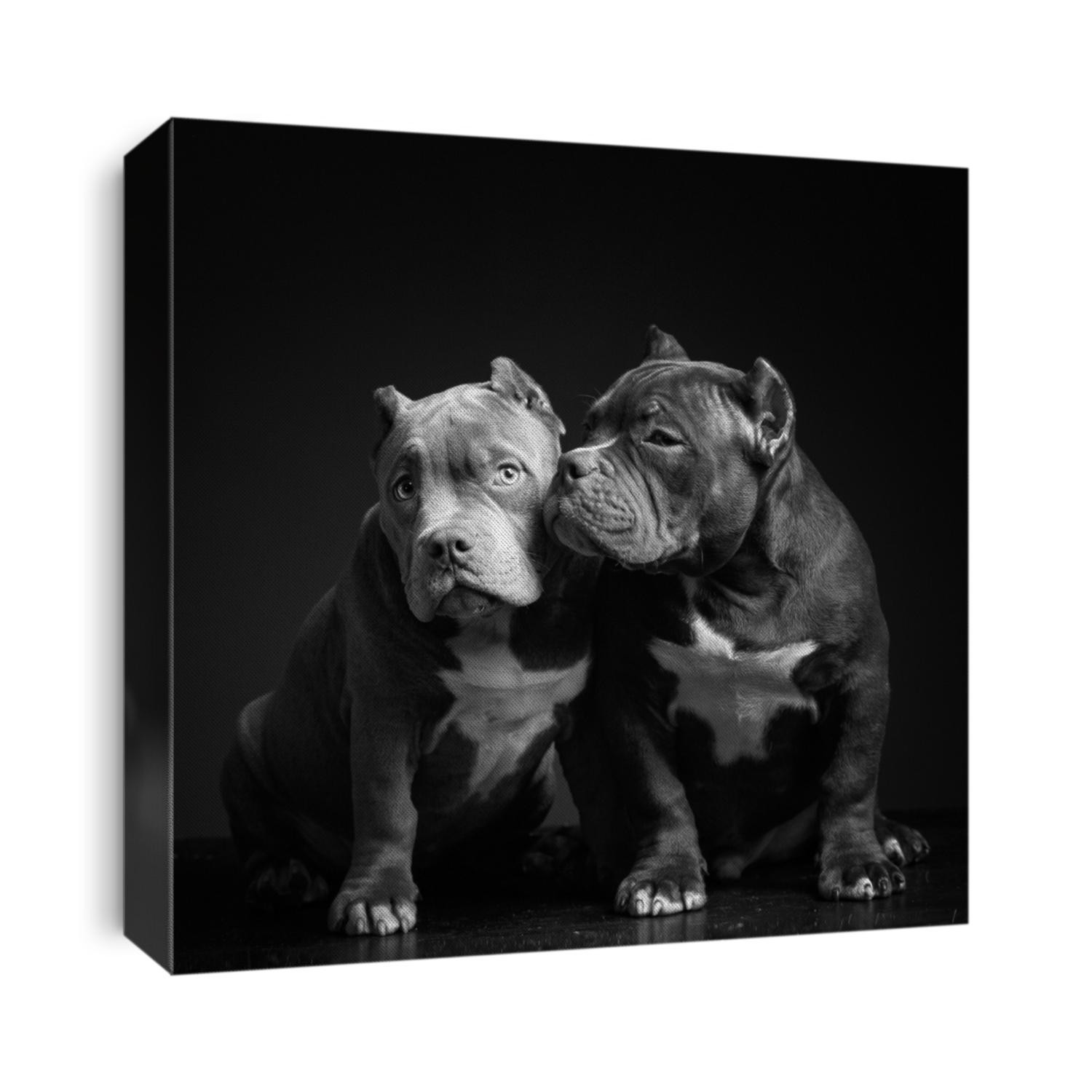 Two cute puppies of breed American Pit Bull Terrier on a dark background. Black and white image