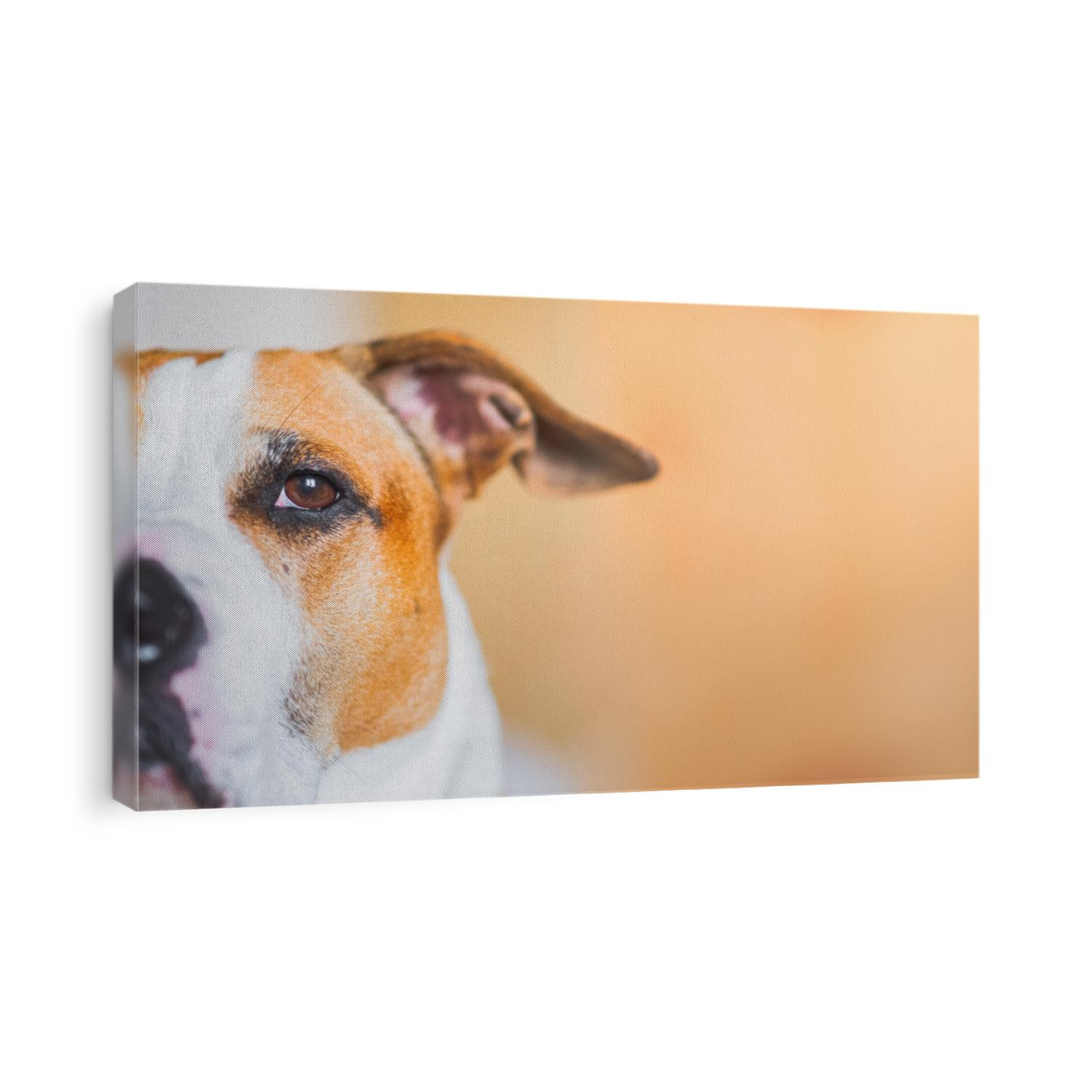 Close-up indoor portrait of a staffordshire terrier, copy space. Head of a pitbull in neutral studio backdrop, natural high-ley light
