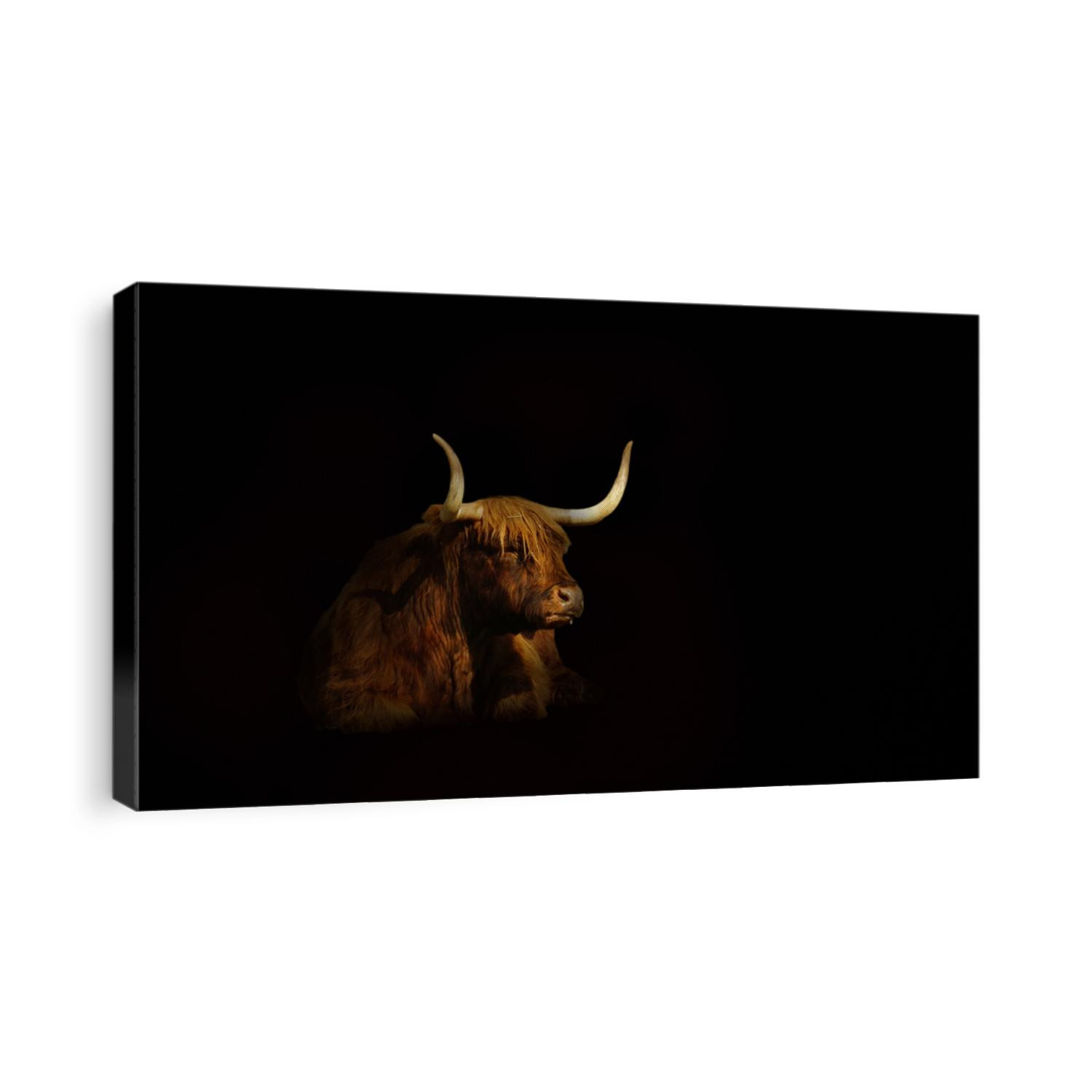          
Scottish highland cattle isolated against black background                      