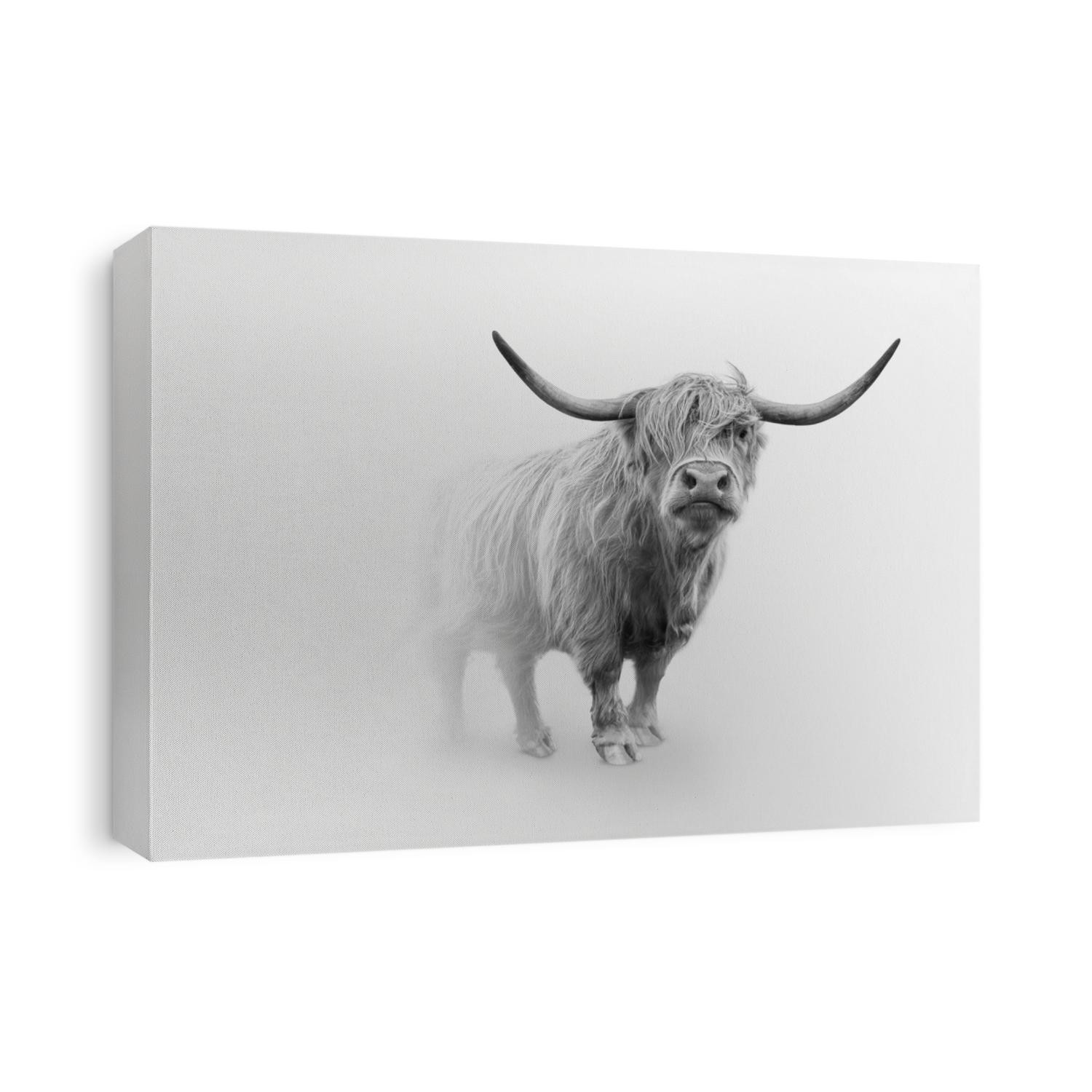 scoitish highlands cattle wild cow farm animal 