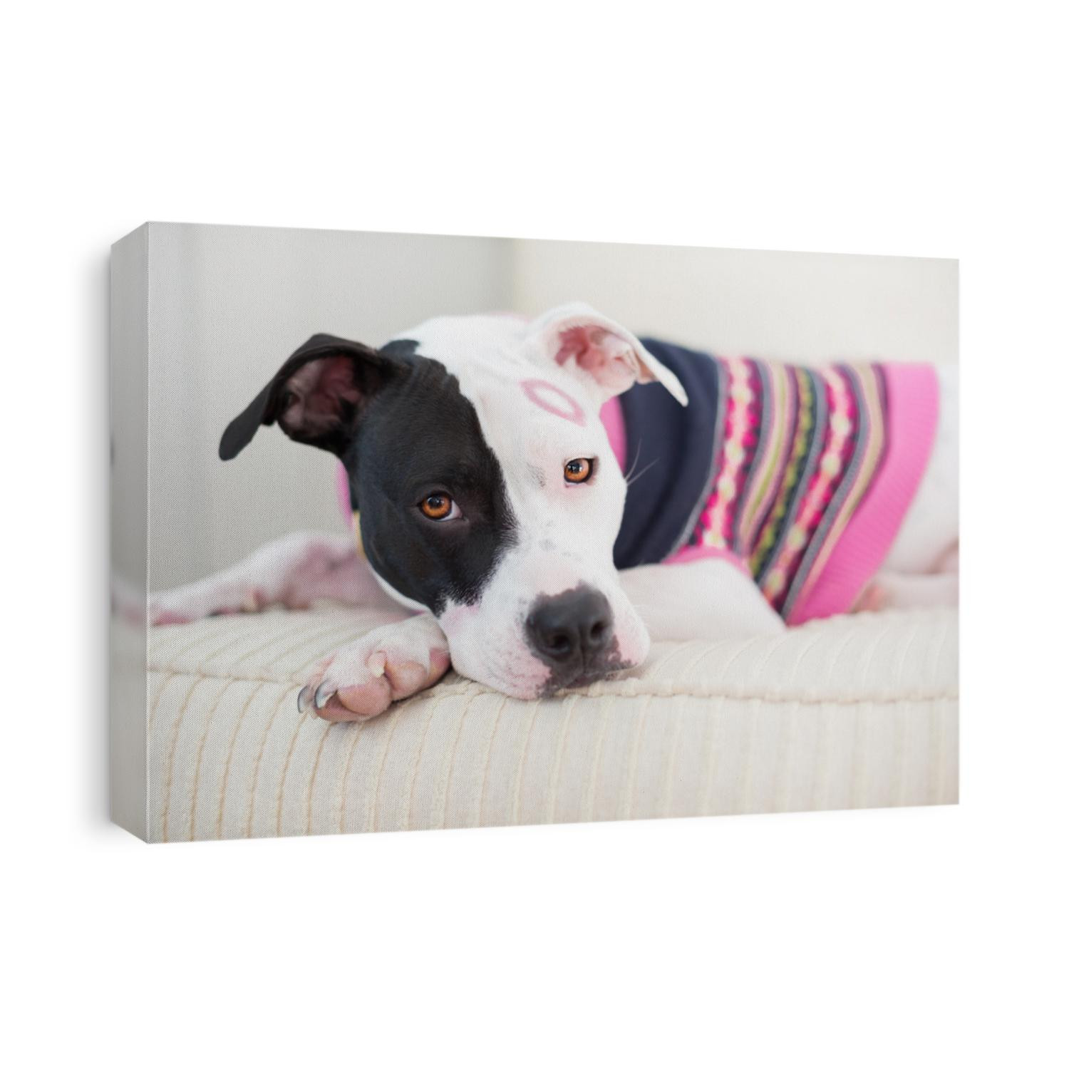 Black and white pit bull dog dressed in pink sweater for Valentine's day kissed on the face