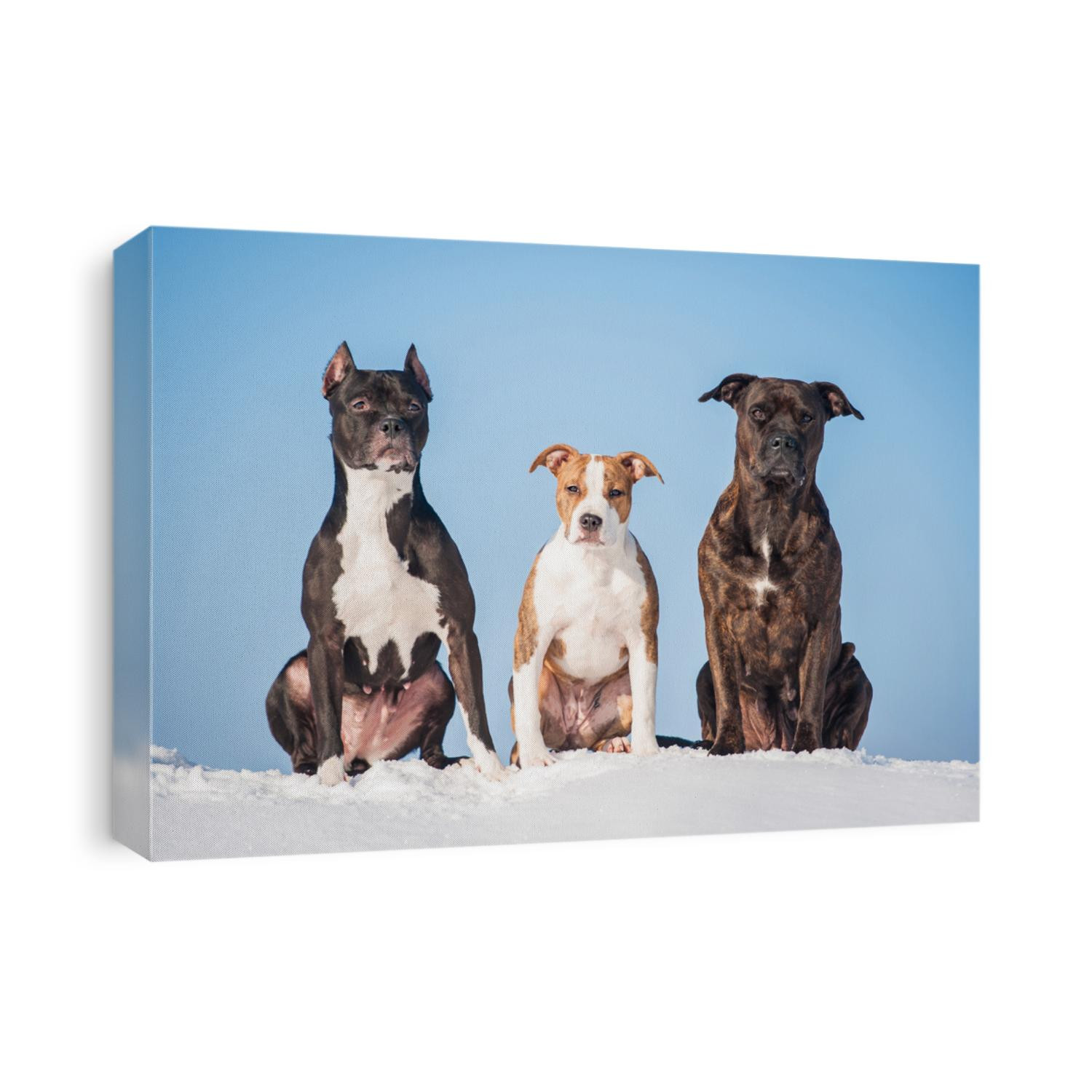 Group of three trained american staffordshire terrier dogs