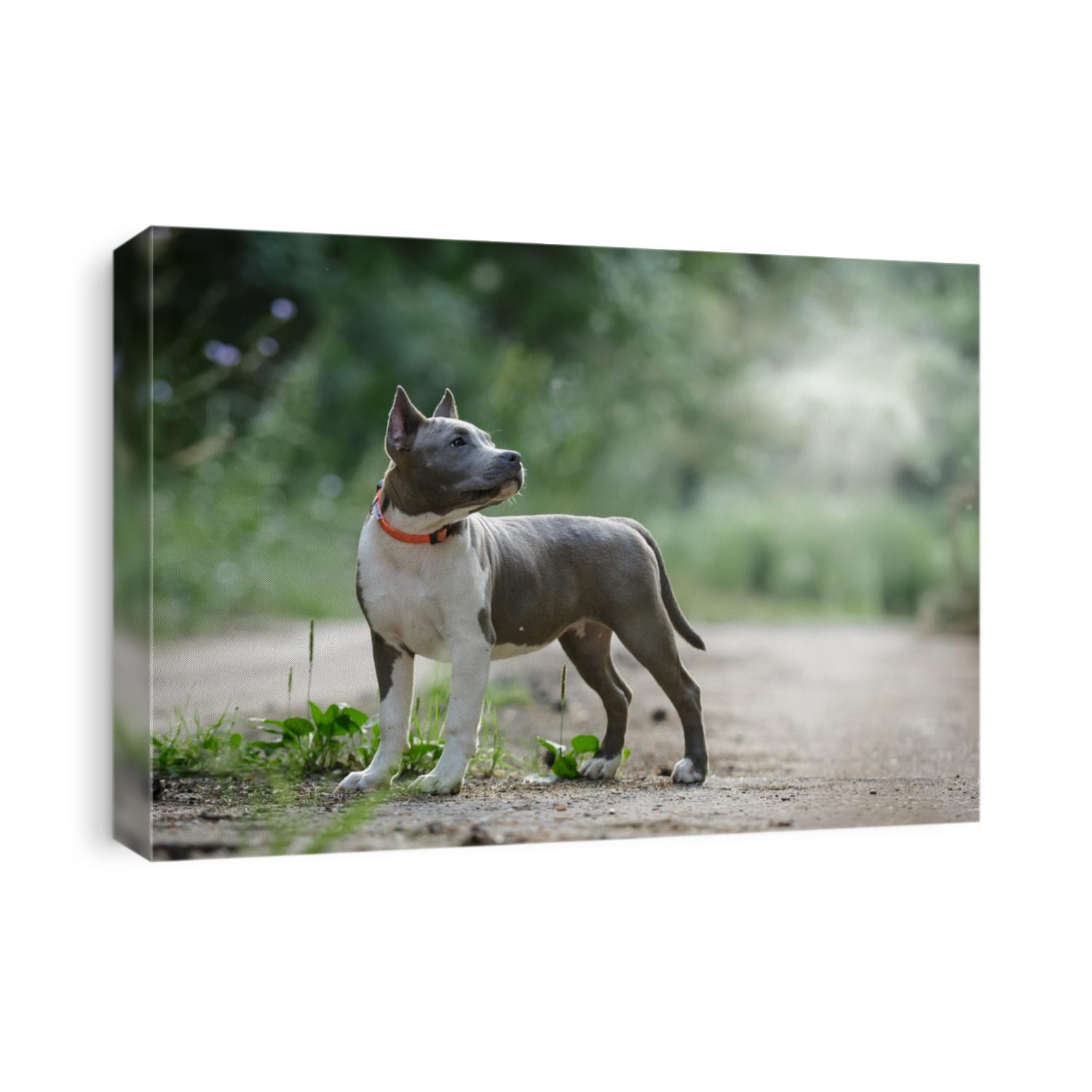 Blue American staffordshire terrier amstaff stafford pit bull puppy walking outdoor in summer forest