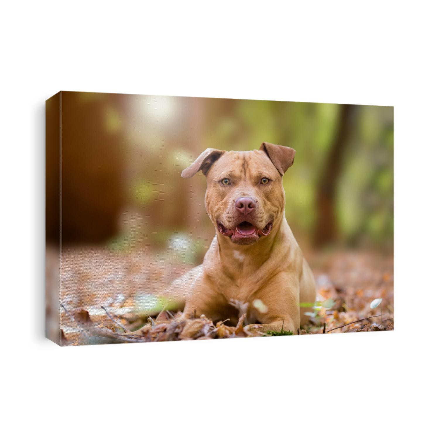 Autumn portrait of yellow terrier dog