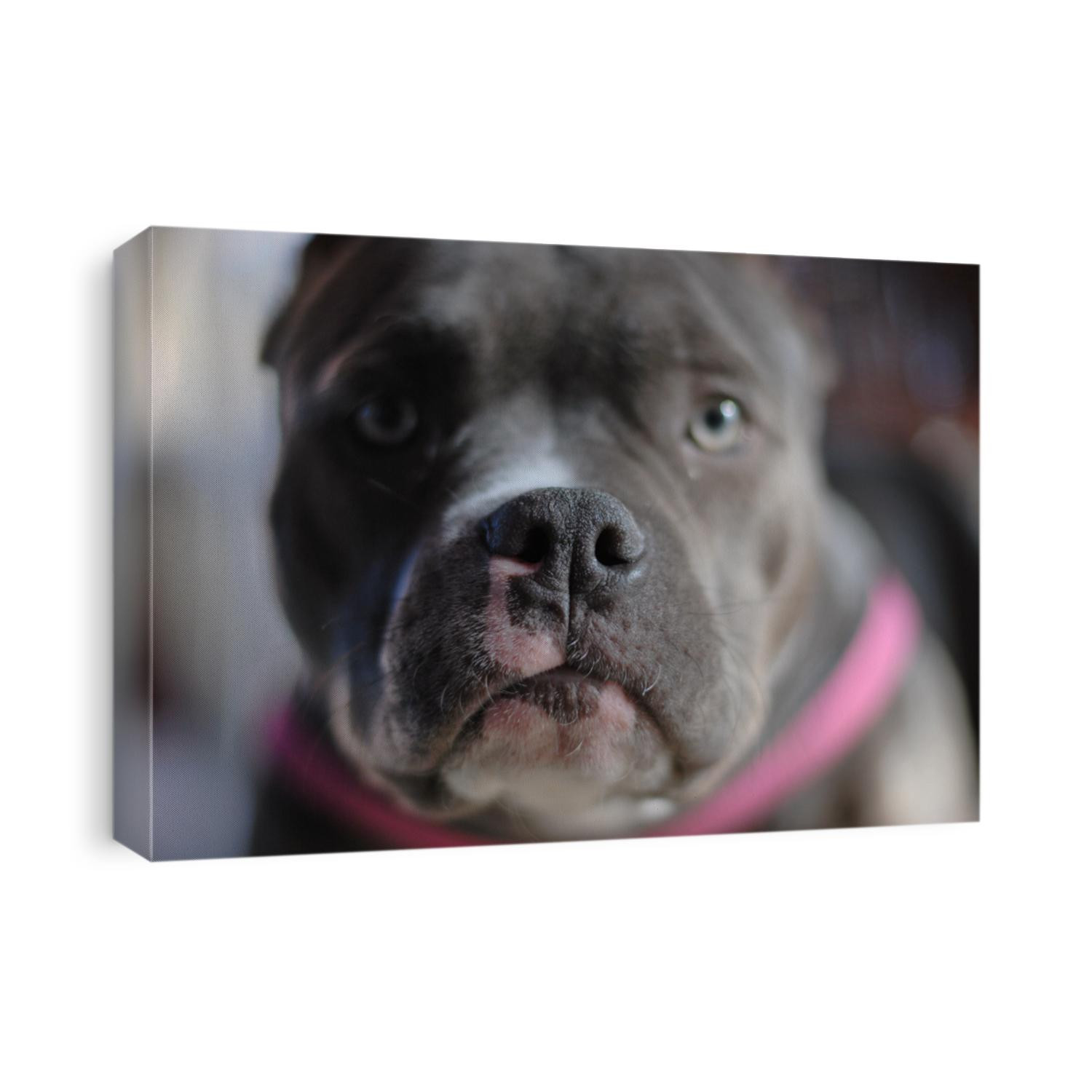 dog pitbull face looking at camera