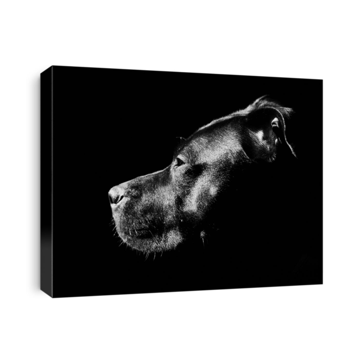 beautiful side profile of a pit bull dog with gorgeous light and texture