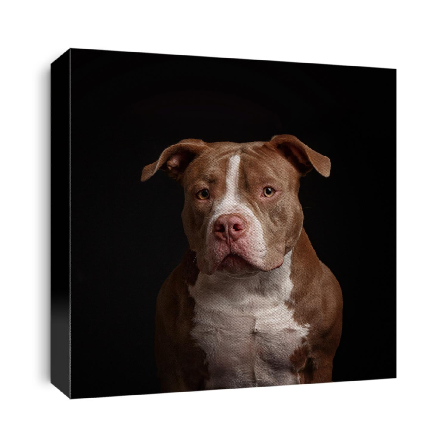American pit bull terrier. Puppy. Dark background