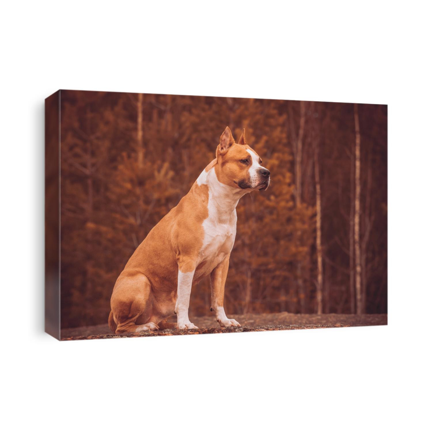 beautiful dog american staffordshire terrier in nature in the forest. tinted photo