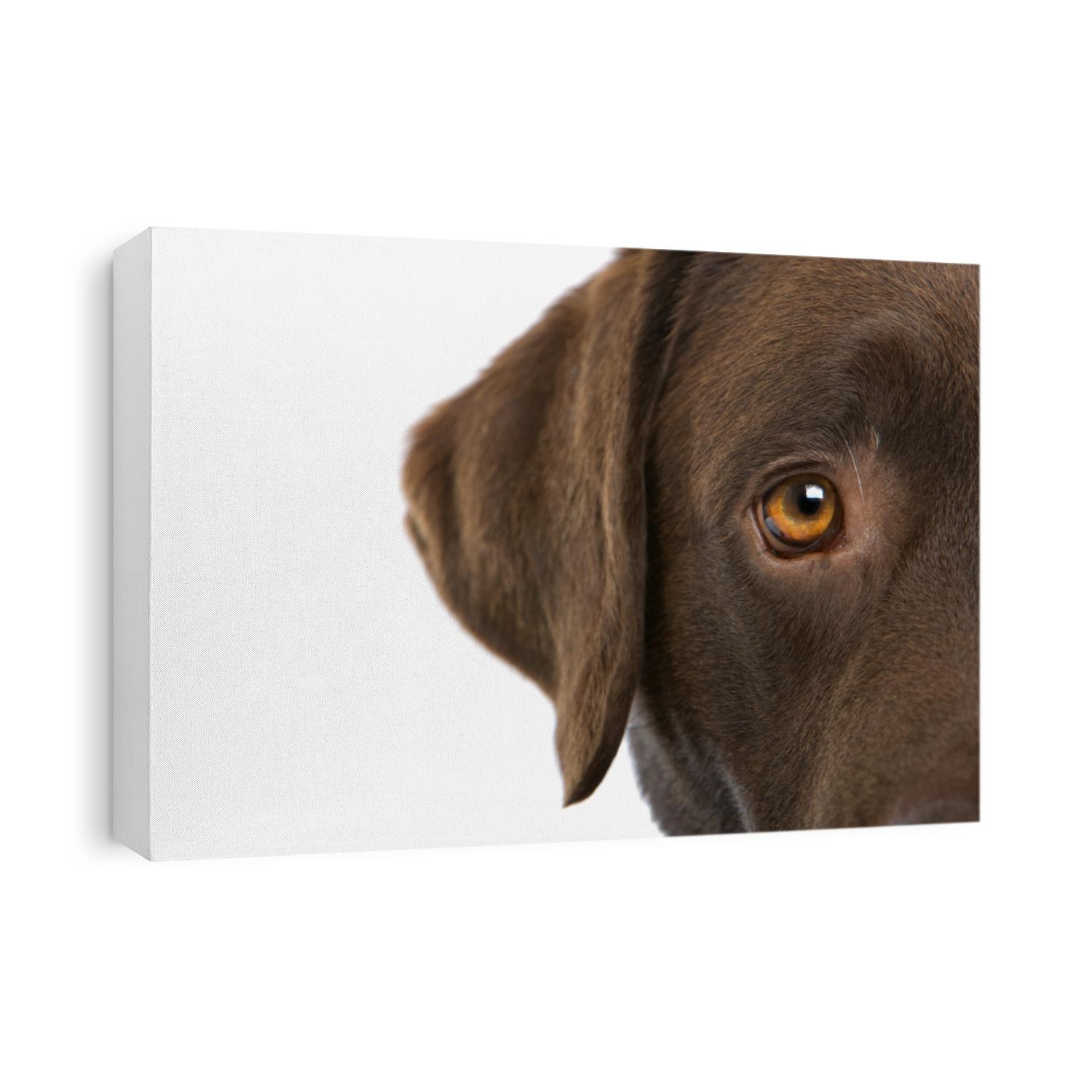 Extreme closeup of a partial view of the eye and ear area of a brown Labrador Retriever, isolated on a white background.