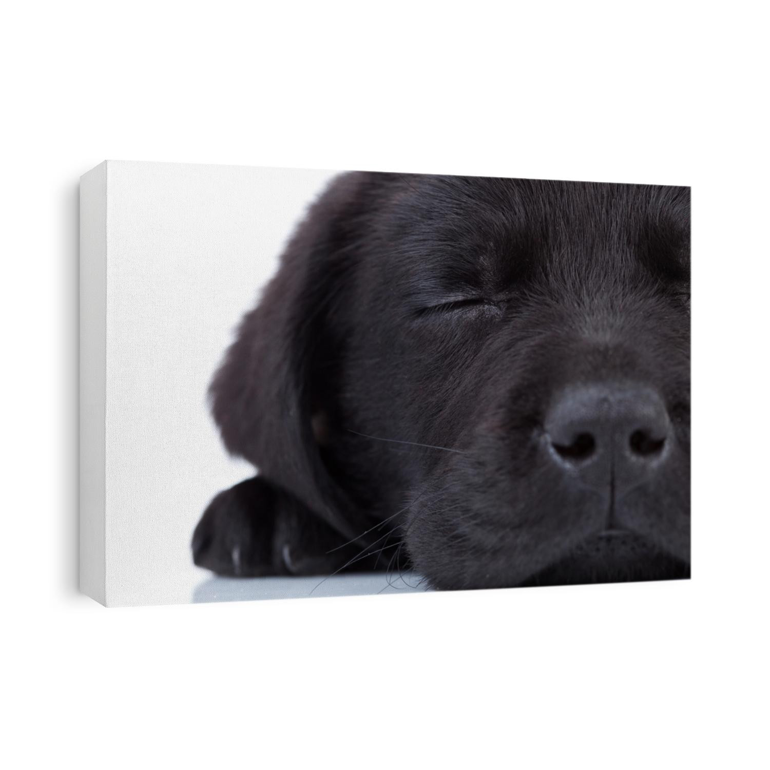 cute little black labrador retriever sleeping on a white background
