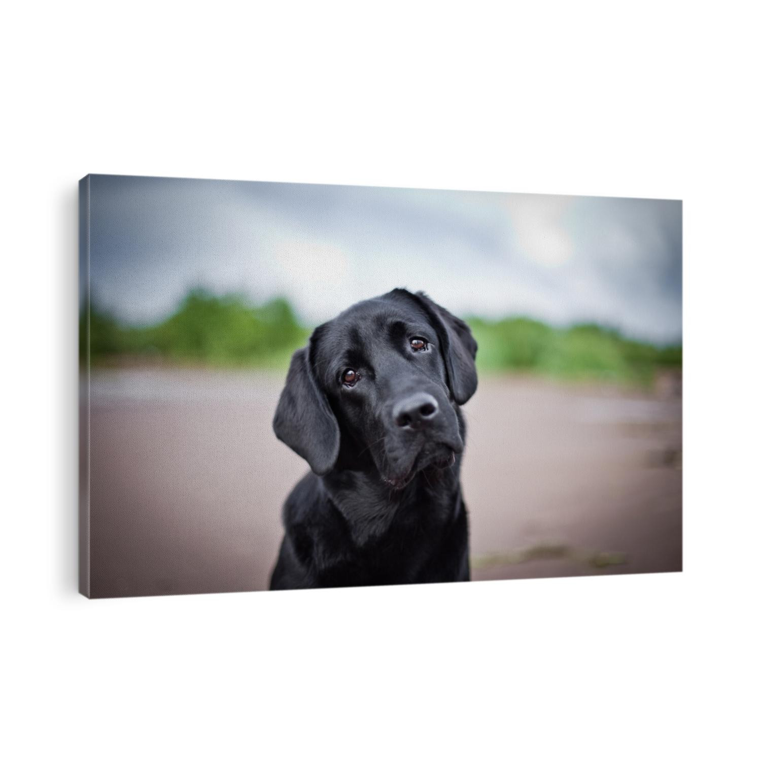 dog labrador nature of water