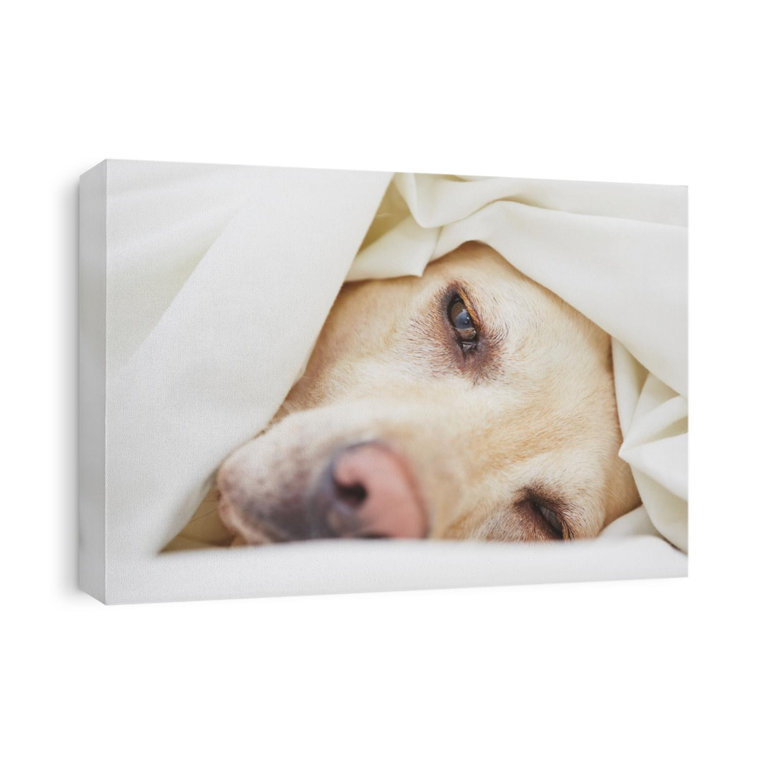 Tired labrador retriever is lying in the bed.
