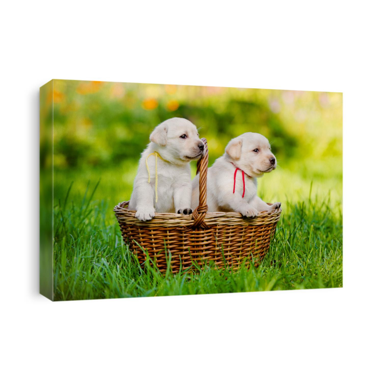 labrador puppies in a basket