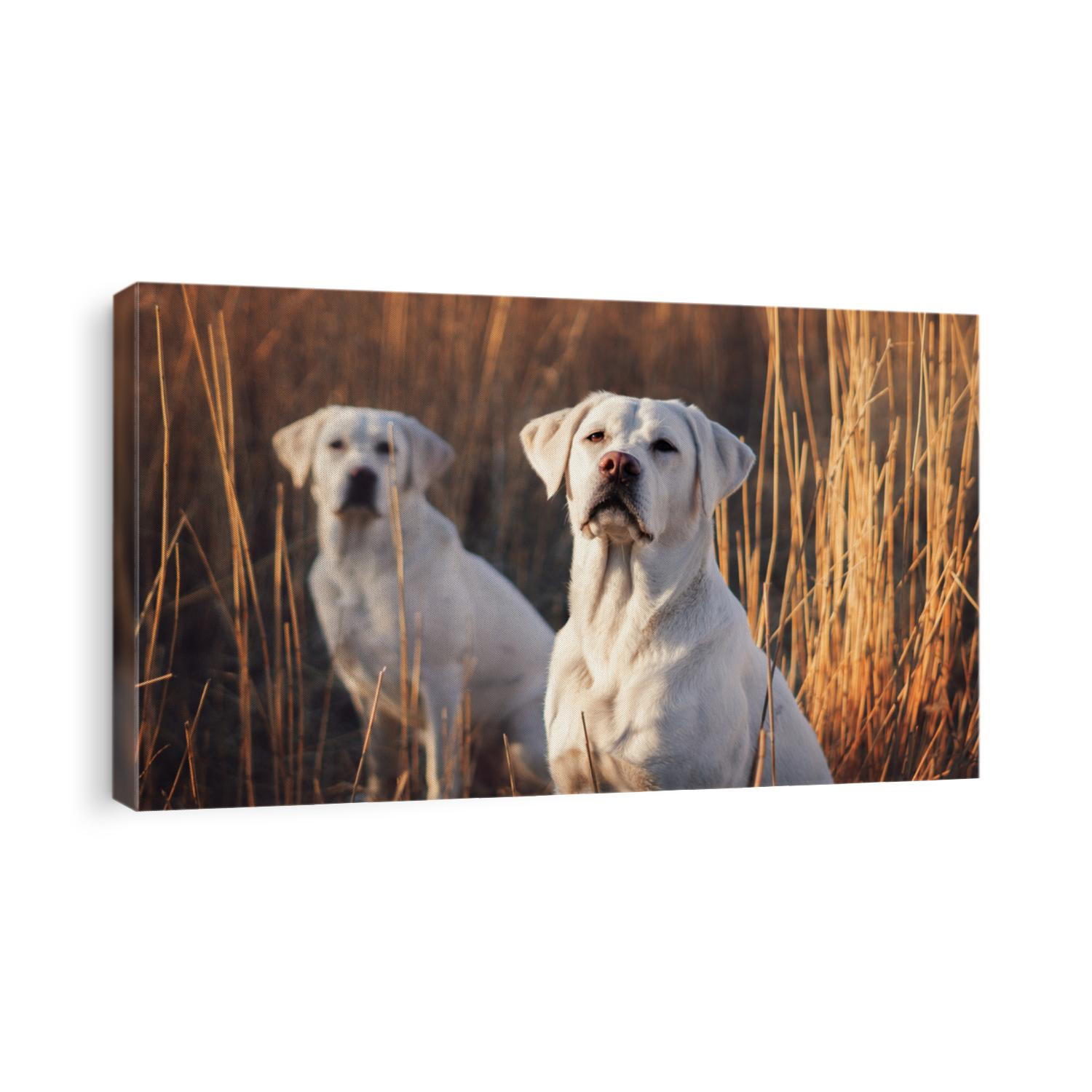 Two cute labrador retriever dogs sit in front of a cornfield in the sunlight
