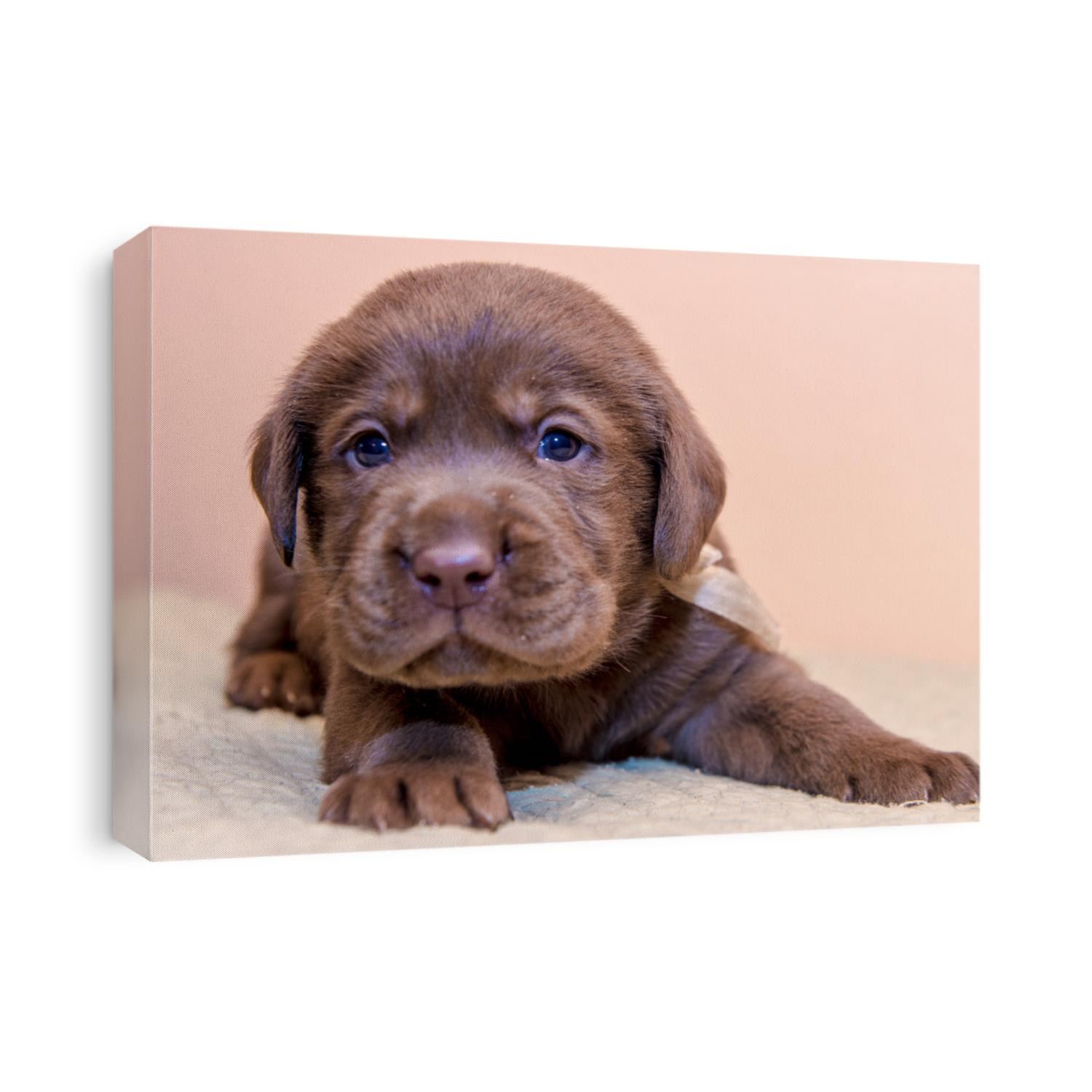 Puppy retriever labrador retriever dog brown chocolate color