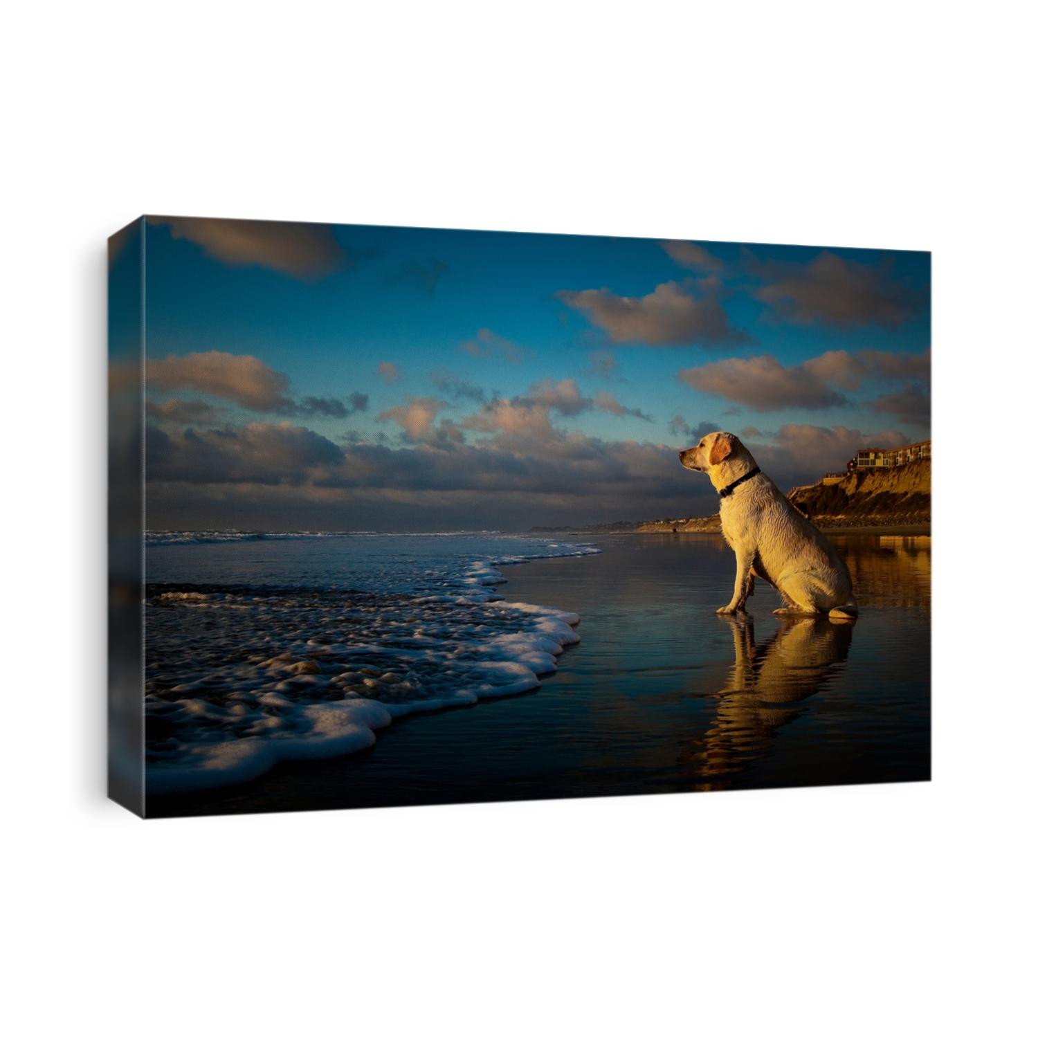 Yellow Labrador Retriever sitting on pretty California beach at low tide with blue sky and clouds