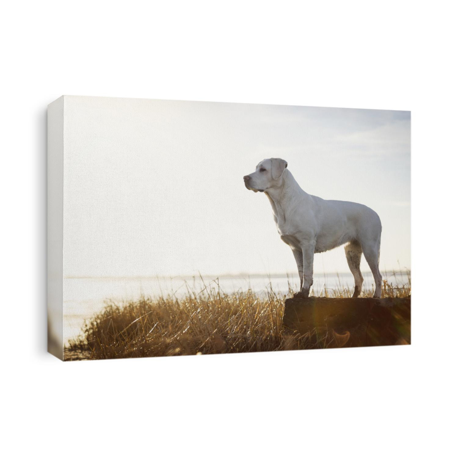 young cute labrador retriever dog puppy sunbathing on the beach in front of the water