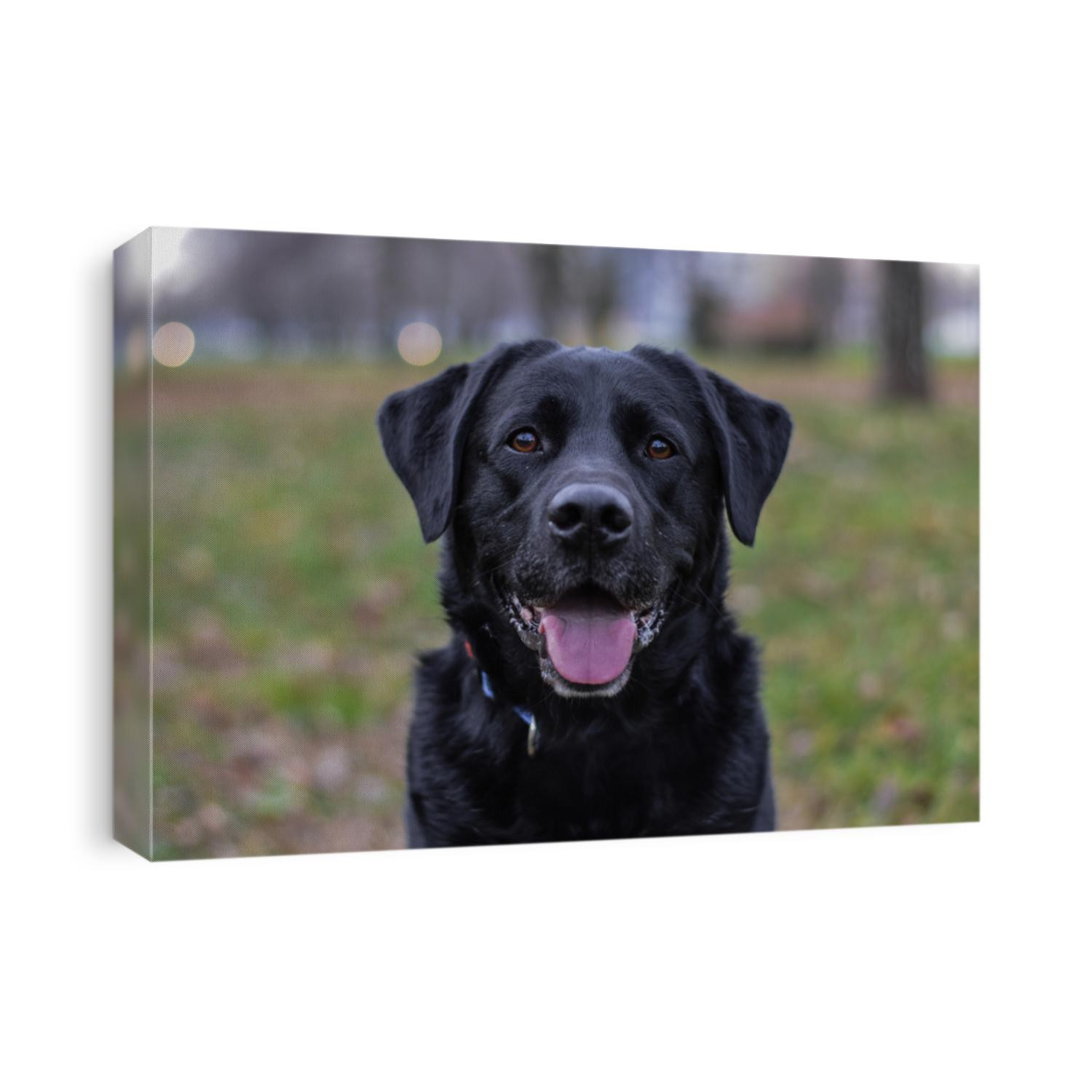 labrador in the park