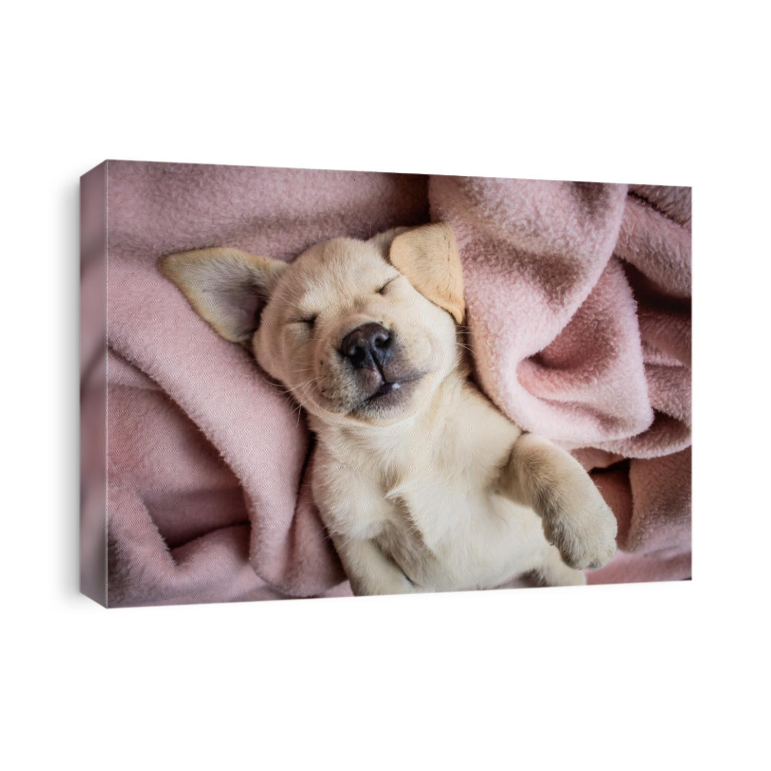 The cutest little yellow puppy Labrador Retriever close up head shot inside with beautiful interior background emotional photo makes you feel tender and warm adorable funny little dog three months old