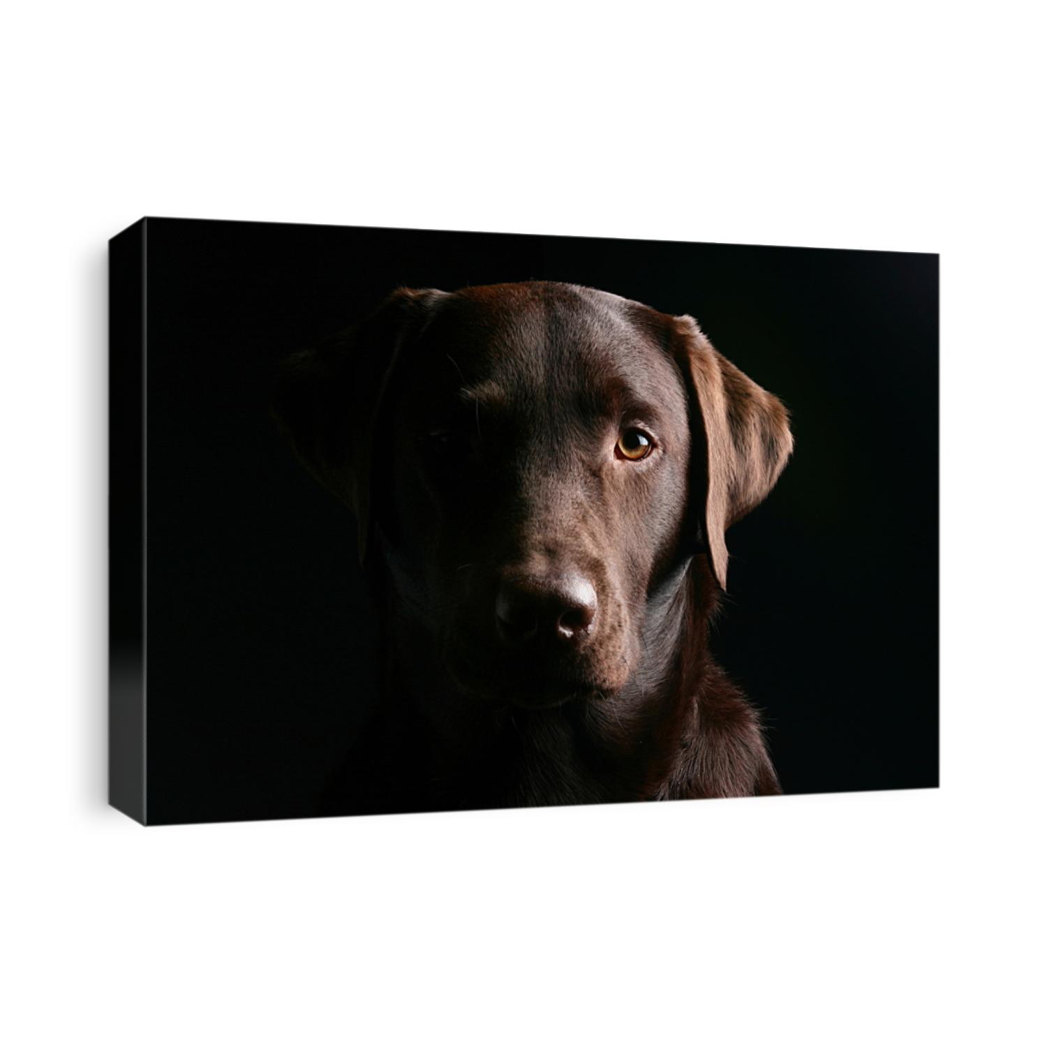 Black Labrador Retriever 