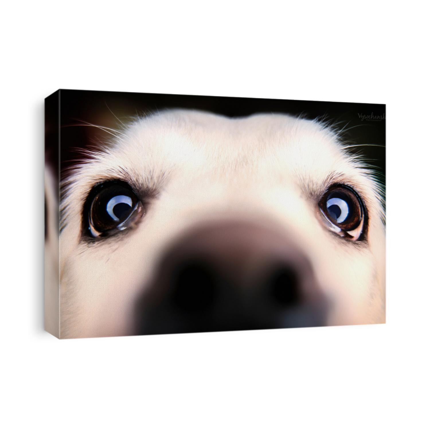 dog in studio, black labrador, black dog on black background, dog labrador sitting on black and white backgrounds, 