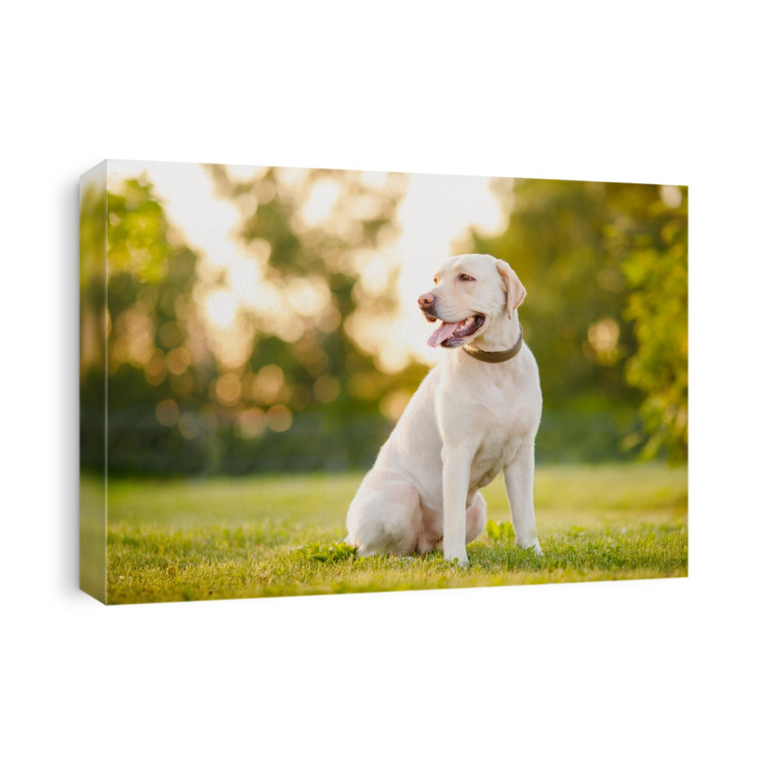 Active, smile and happy purebred labrador retriever dog outdoors in grass park on sunny summer day.