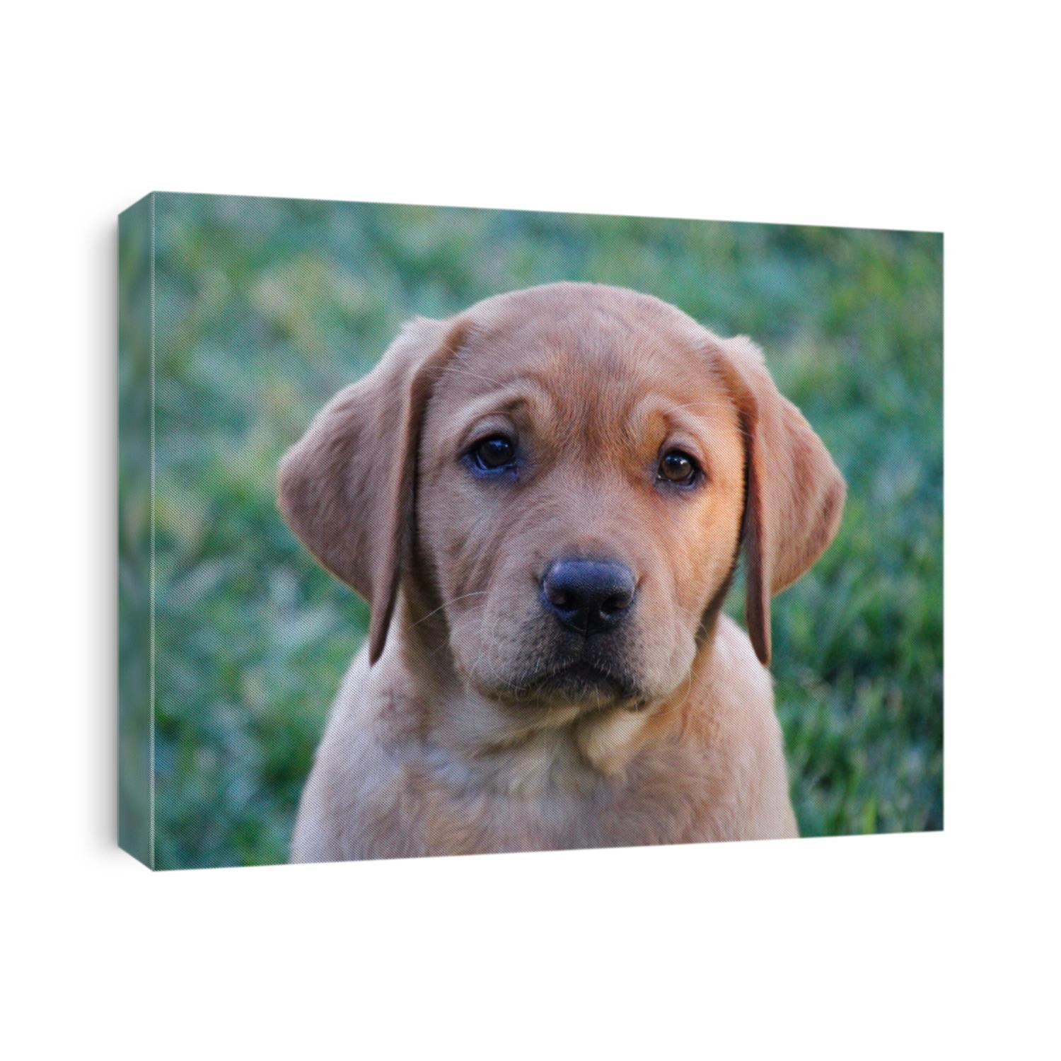 Closeup of isolated fox red Labrador retriever puppy sitting in the sunshine looking at camera with face in focus and shallow depth of field so green grass is blurry in the background
