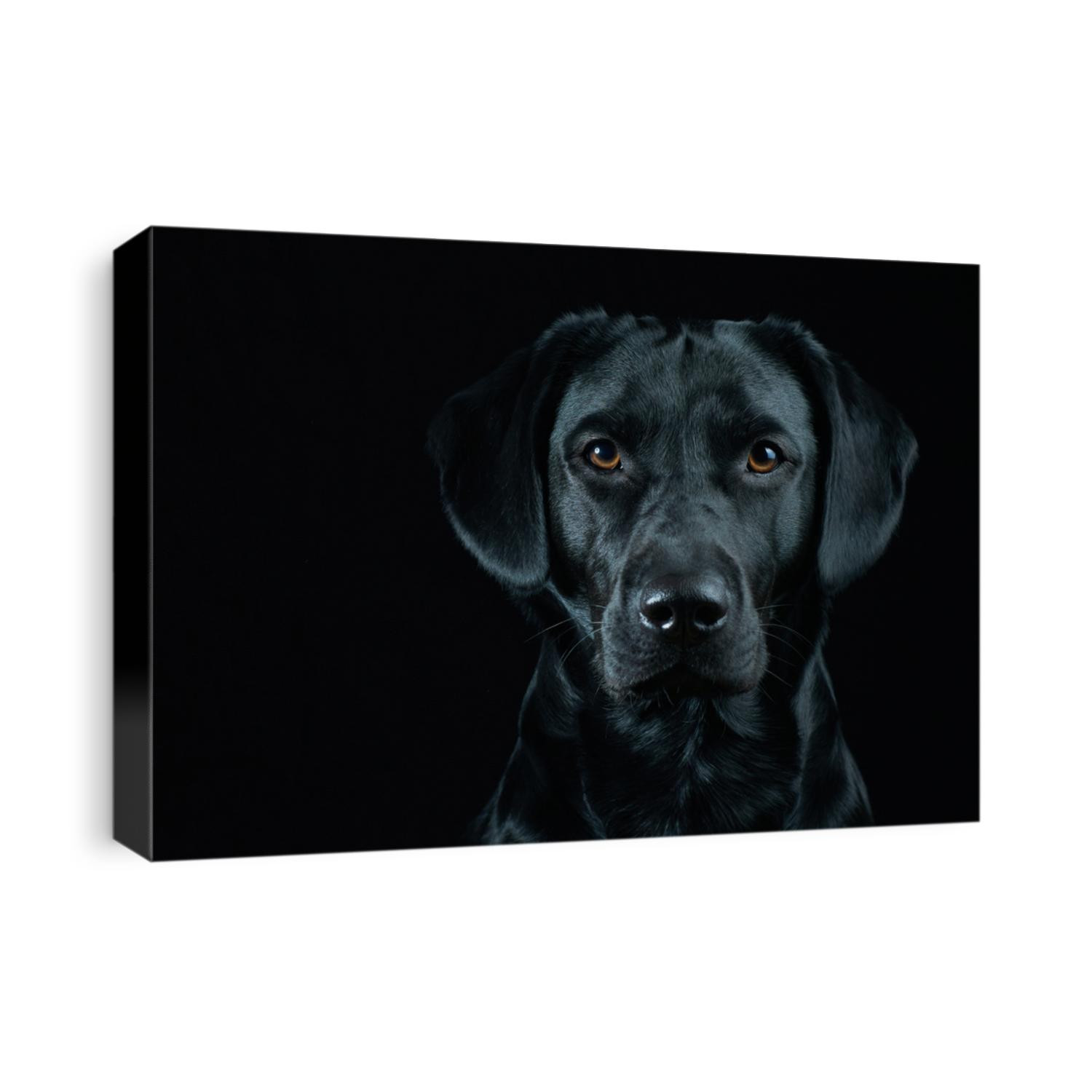 Black Labrador Portrait on black background