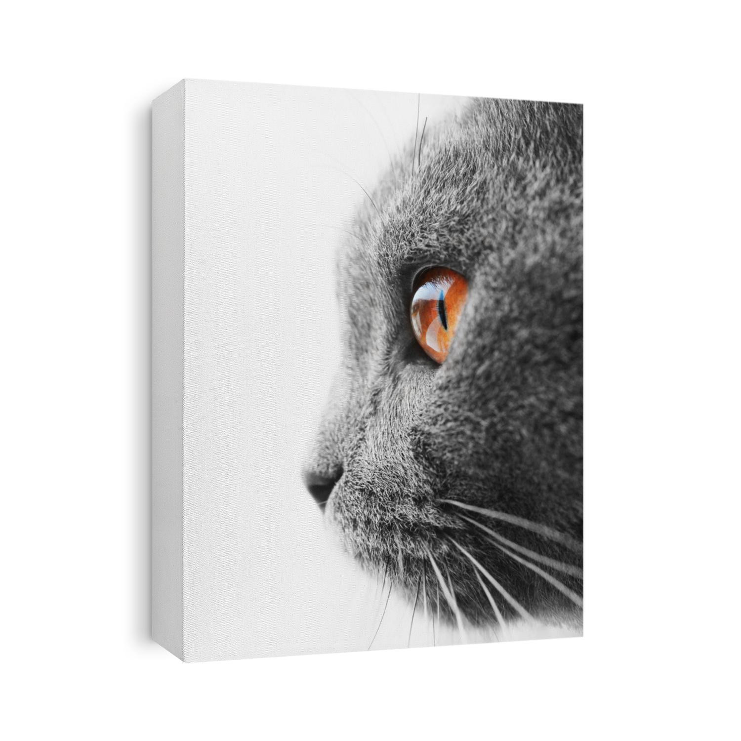 British blue cat detail