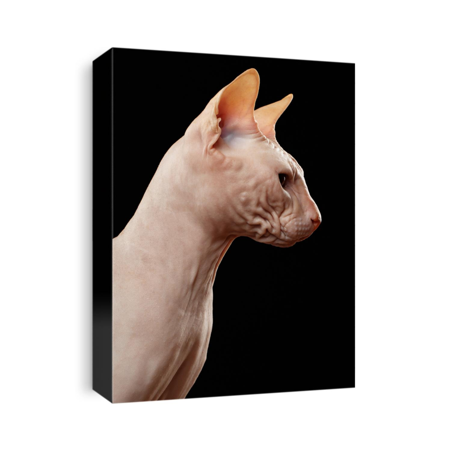Bald Sphynx Cat. Naked Cat in Profile Isolated on Black 