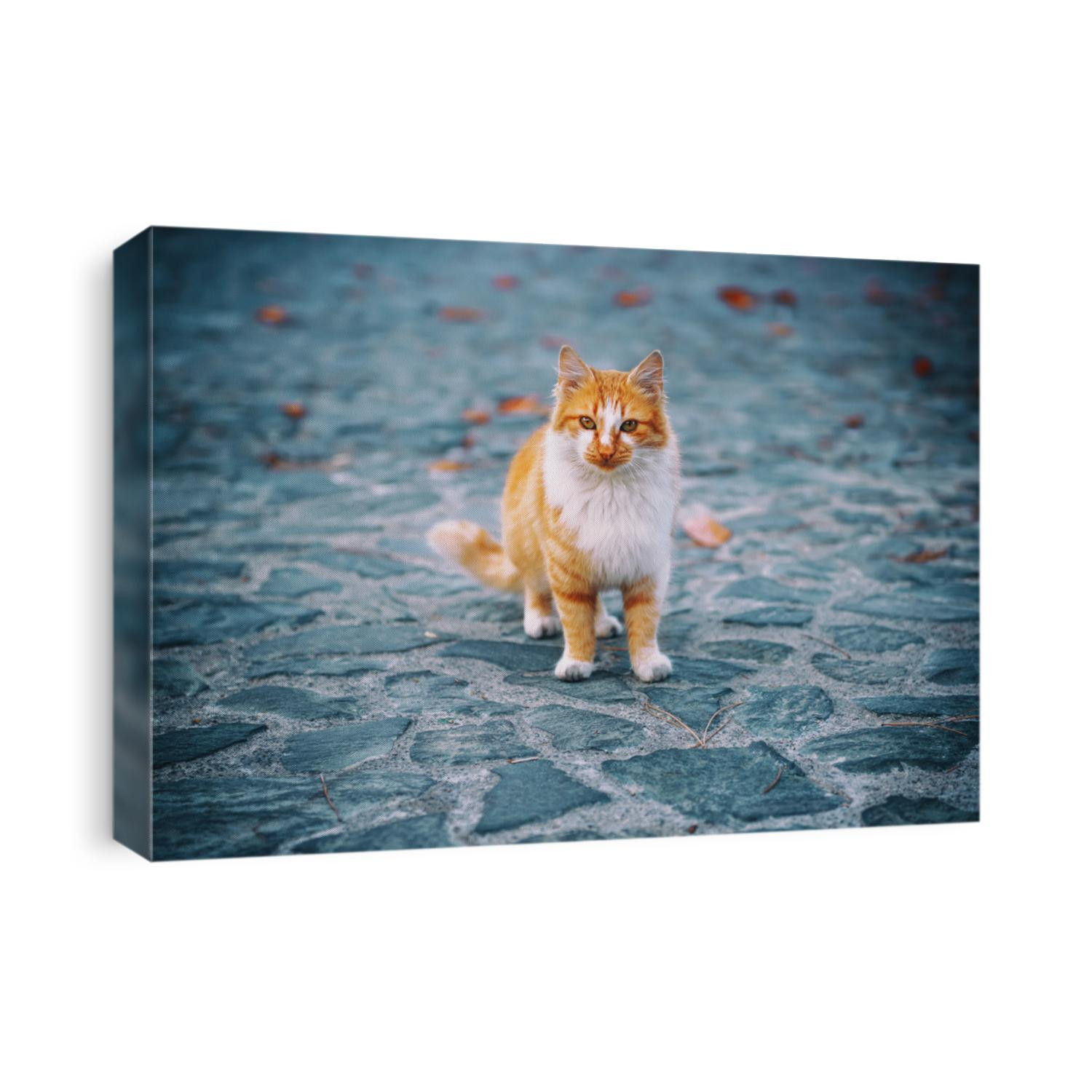 Portrait of a red orange street cat with white spots standing and looking in old european city, animal natural background