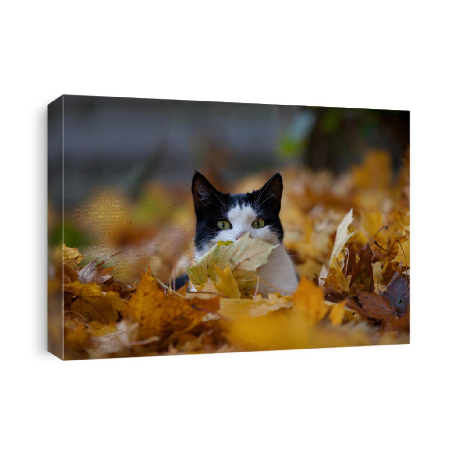 Portrait of a funny white and black domestic cat surrounded by yellow-brown maple leaves in autumn, one of them is covering his nose and he looks a little bit boss-eyed and hiding like a spy